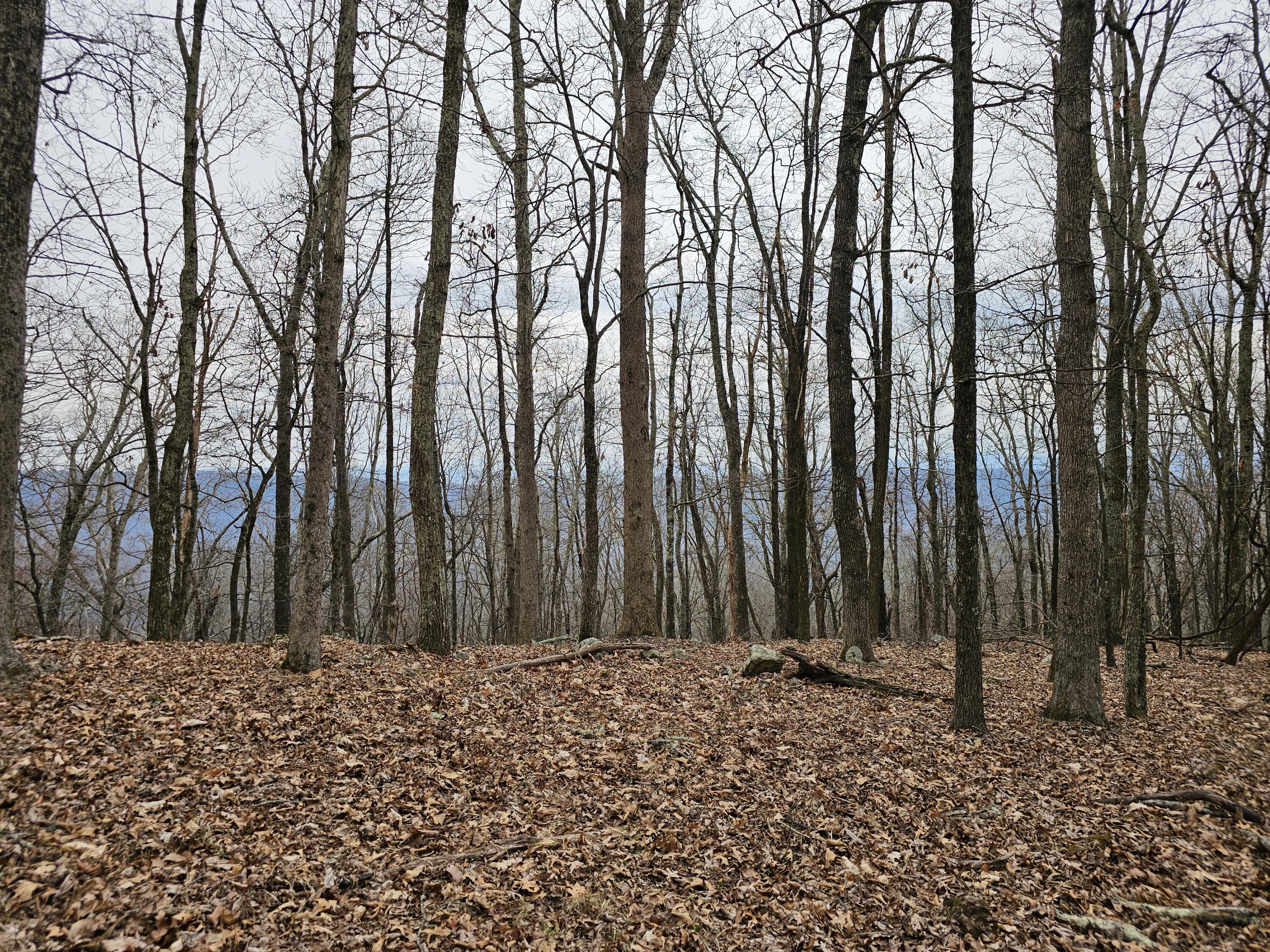 440 Acres Pig Run Rd