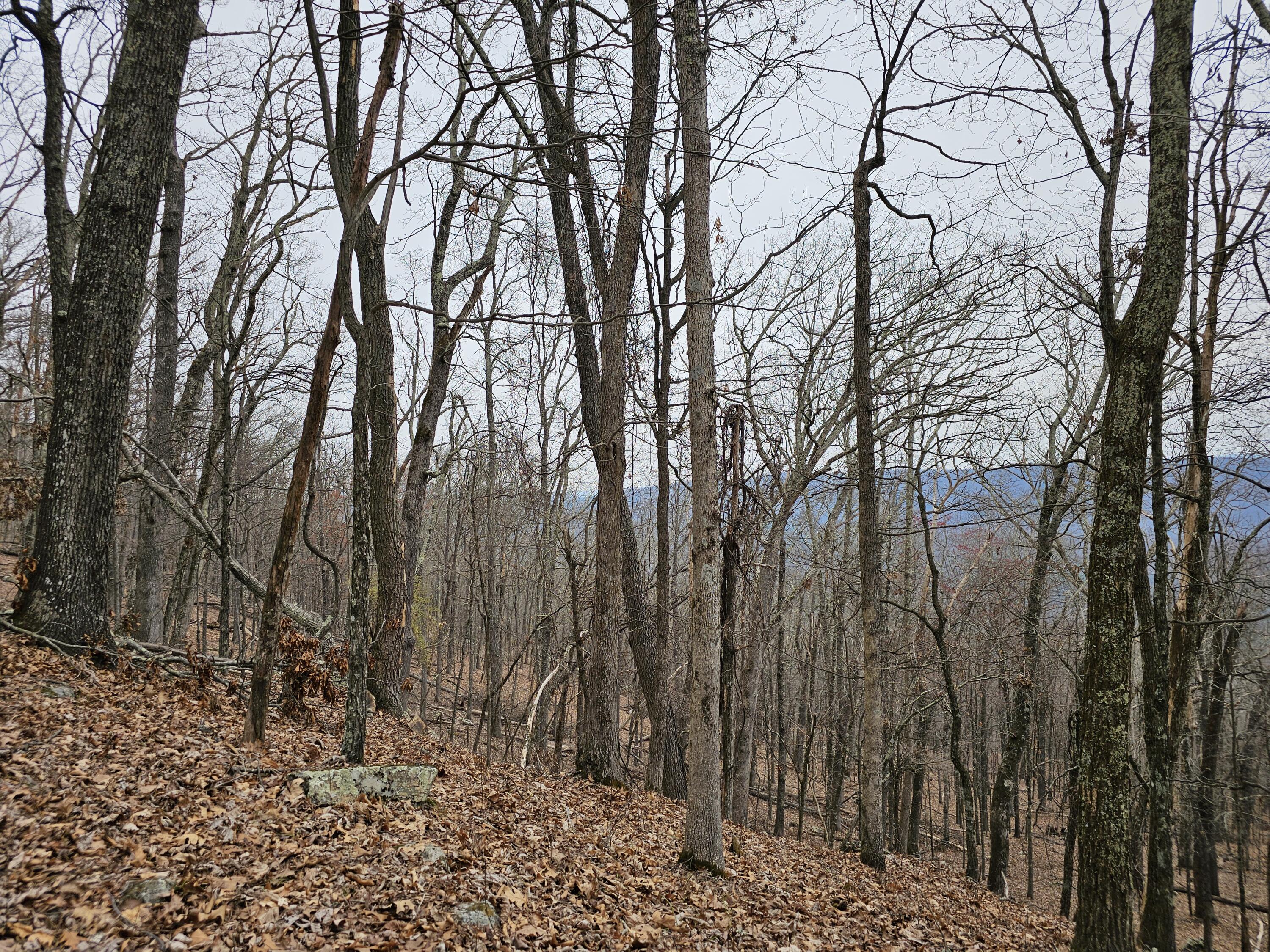 440 Acres Pig Run Rd