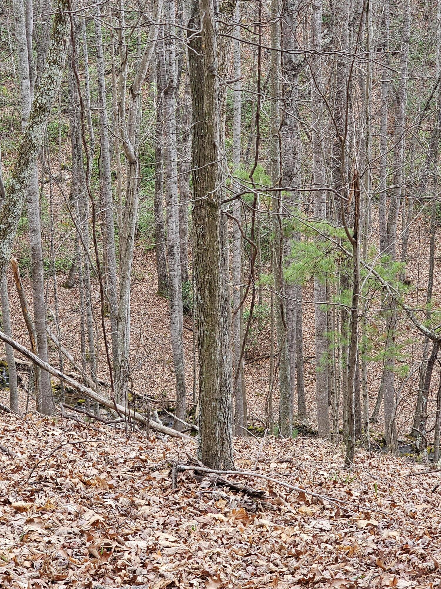 440 Acres Pig Run Rd