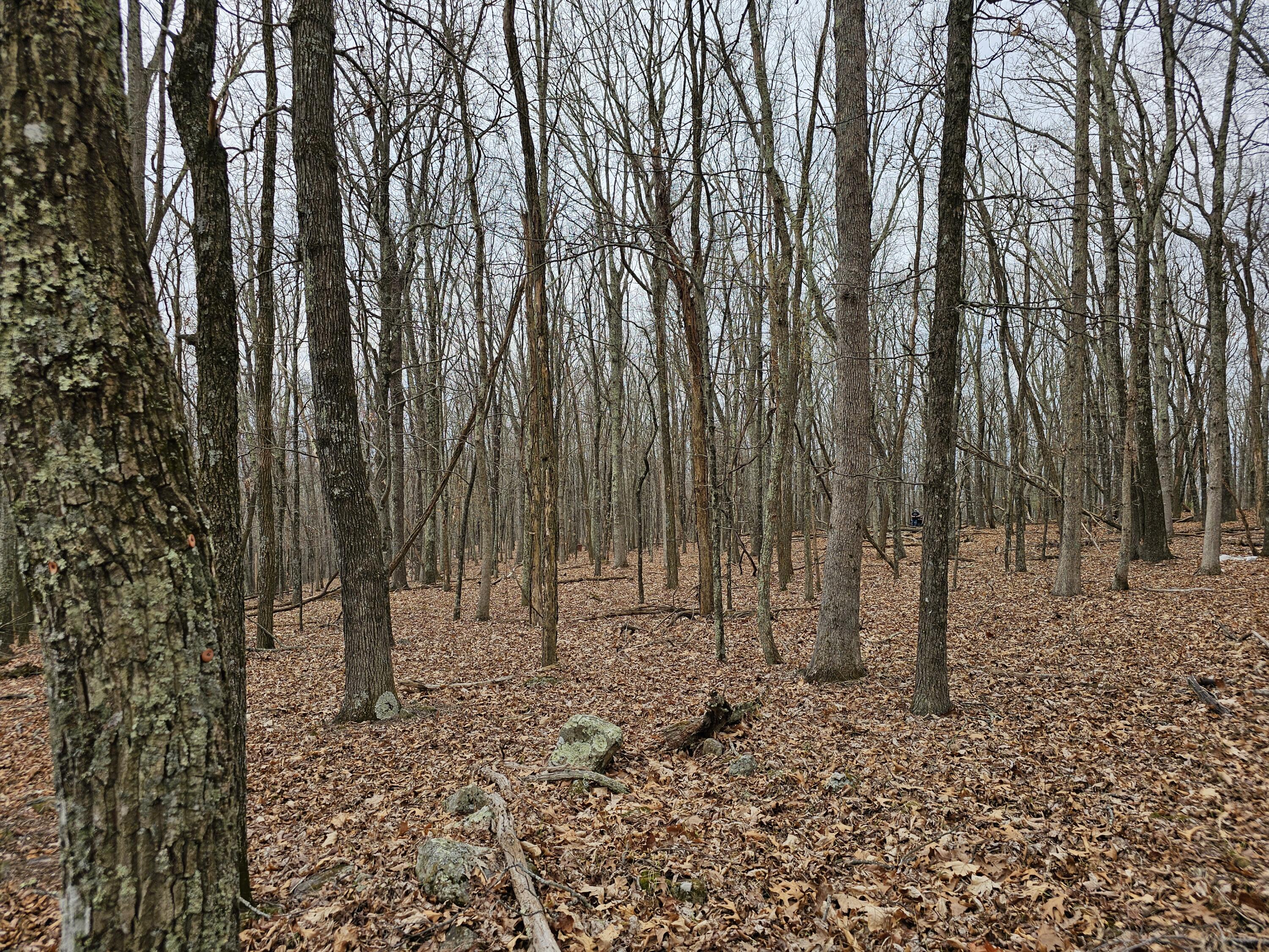 440 Acres Pig Run Rd