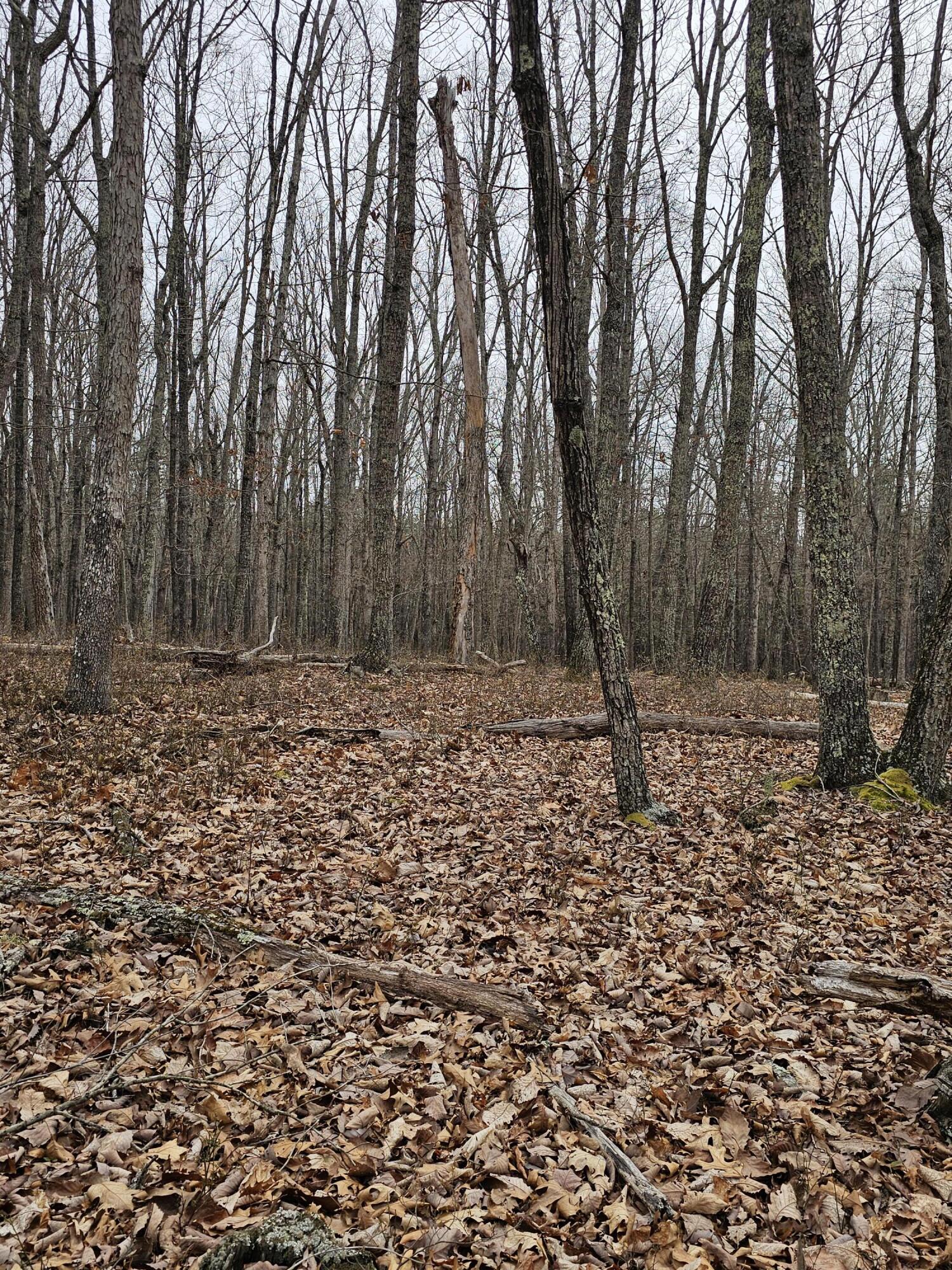 440 Acres Pig Run Rd