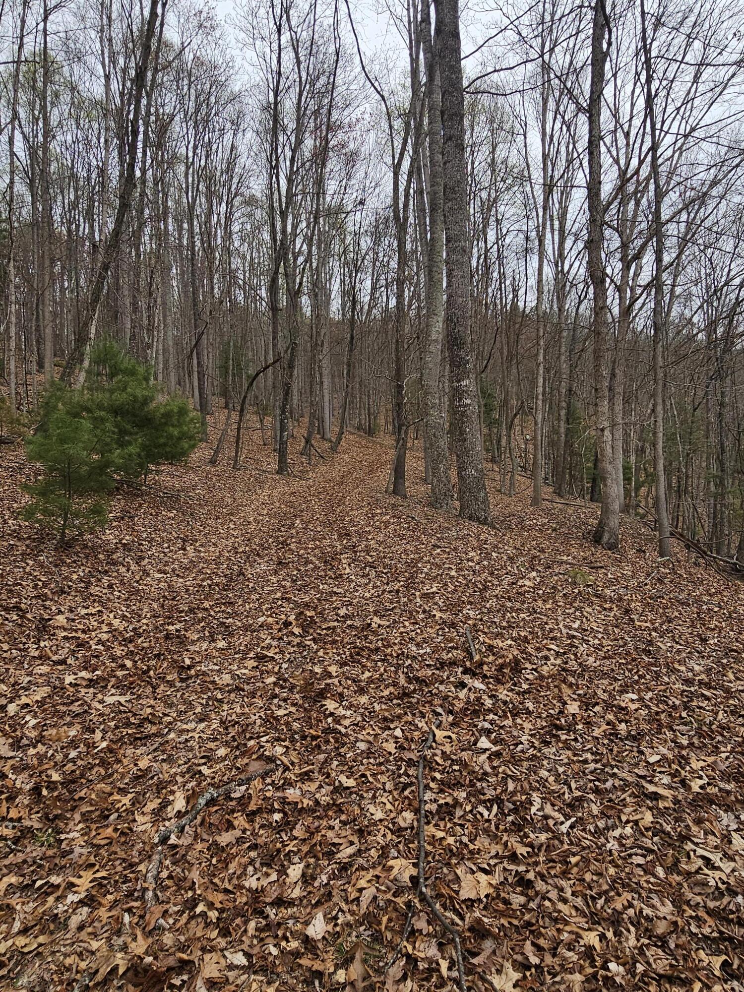 440 Acres Pig Run Rd