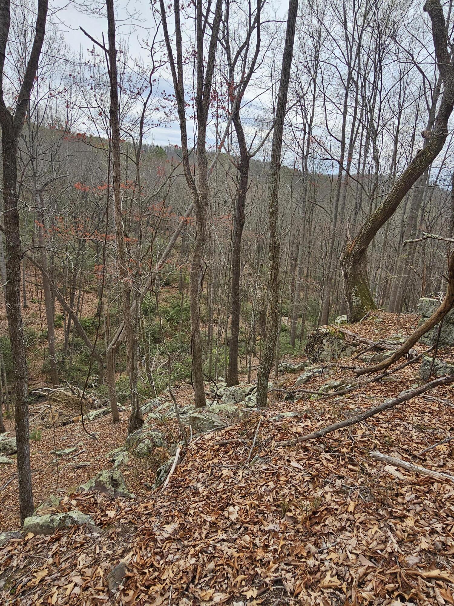 440 Acres Pig Run Rd