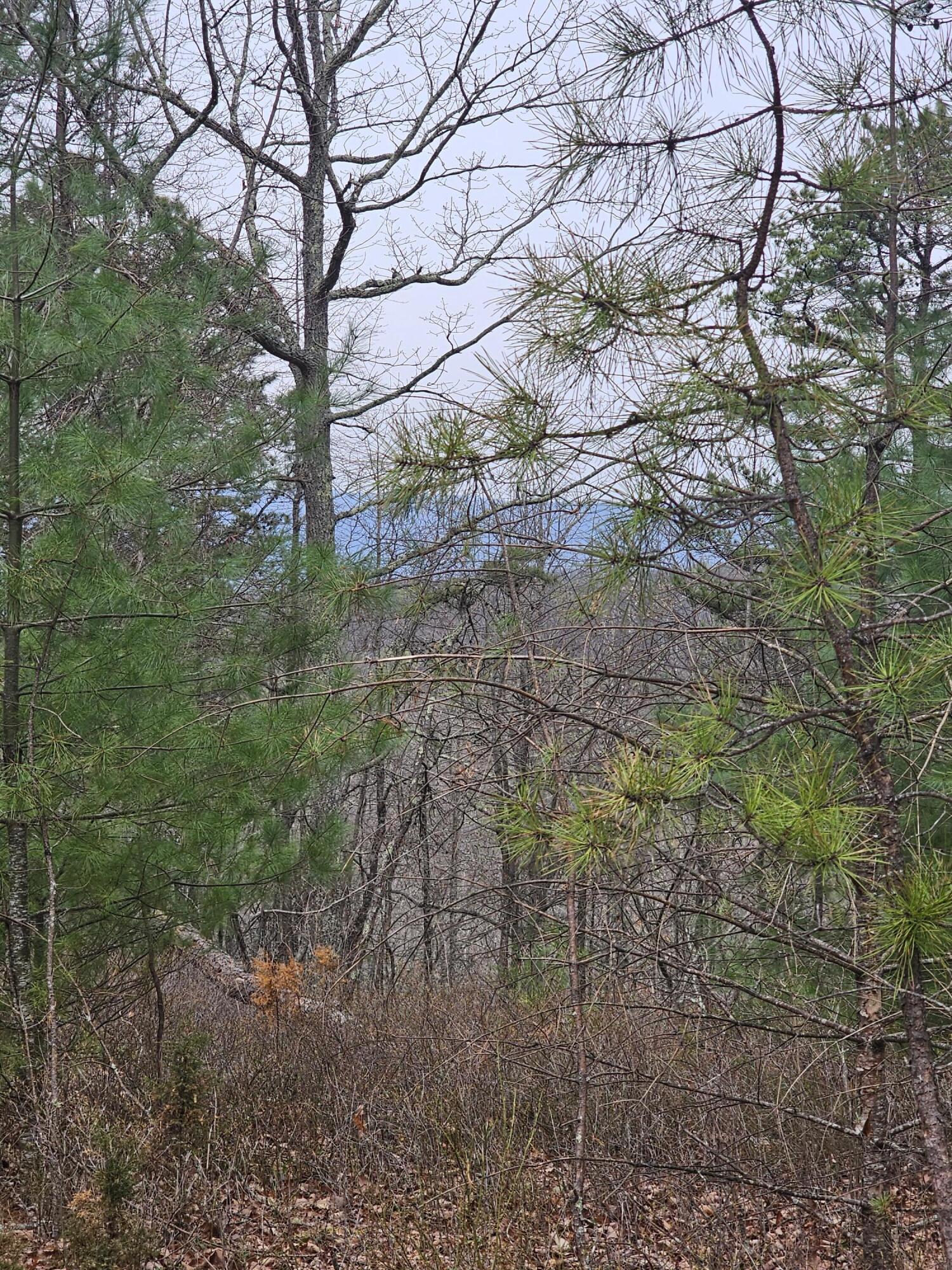 440 Acres Pig Run Rd