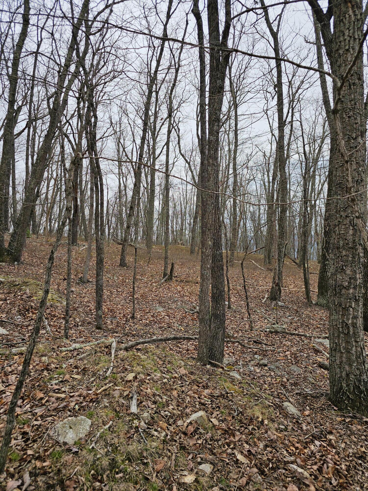 440 Acres Pig Run Rd