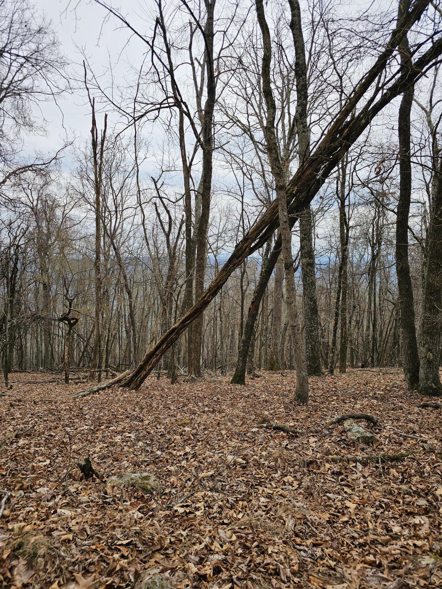 440 Acres Pig Run Rd