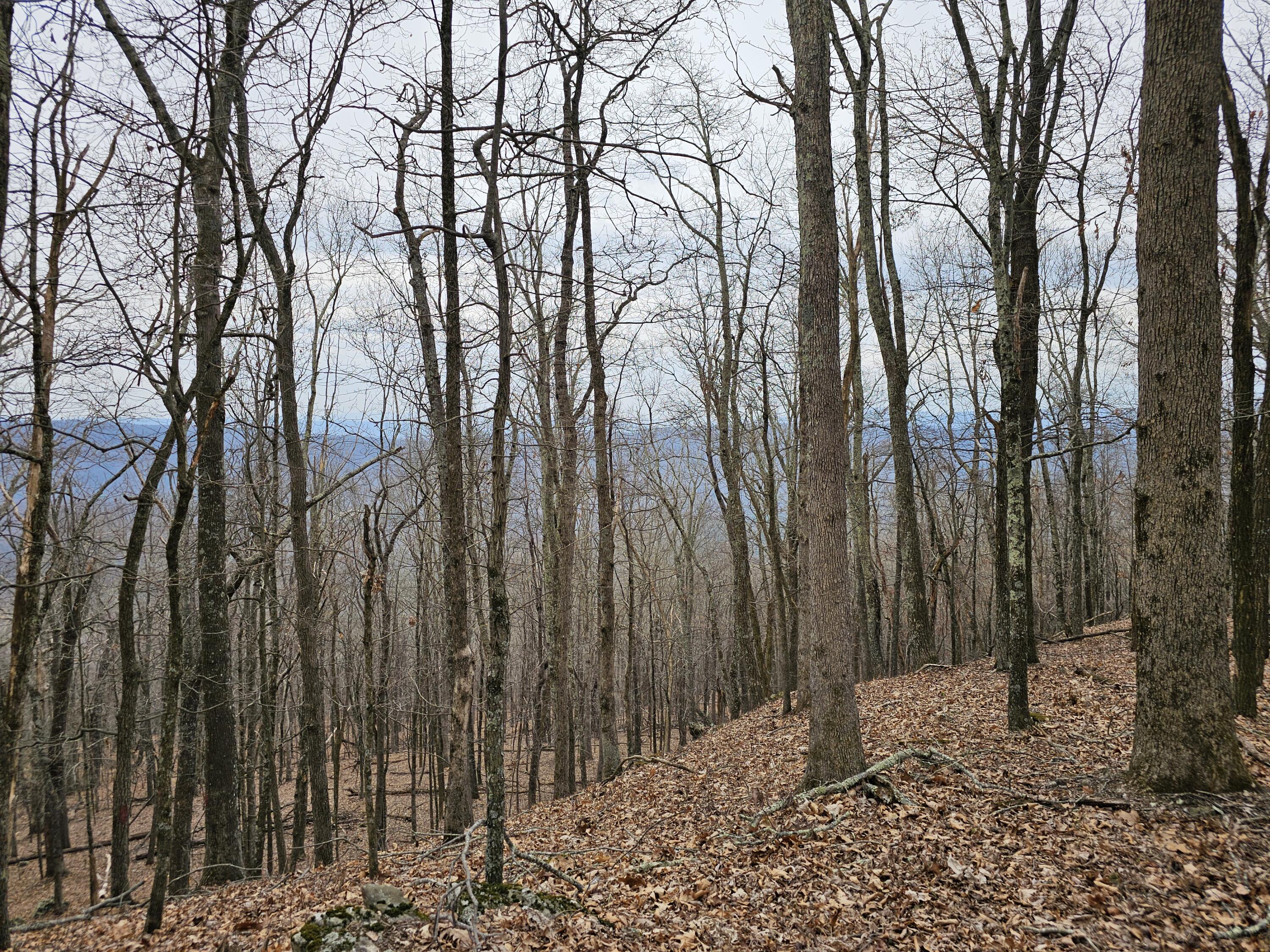 440 Acres Pig Run Rd