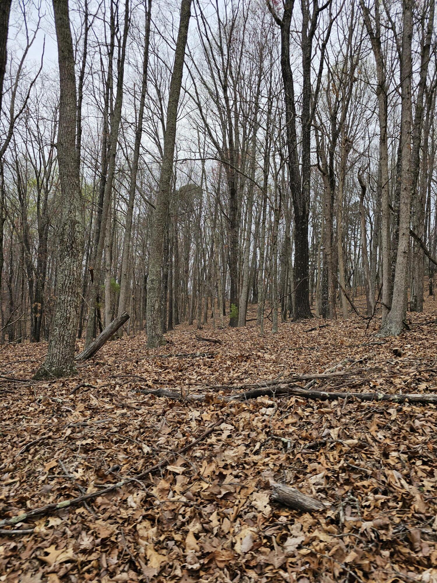 440 Acres Pig Run Rd
