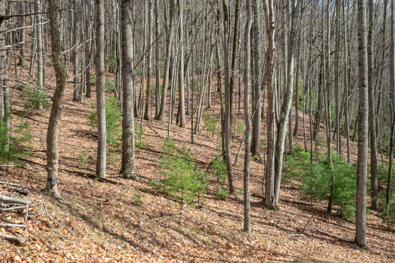 440 Acres Pig Run Rd