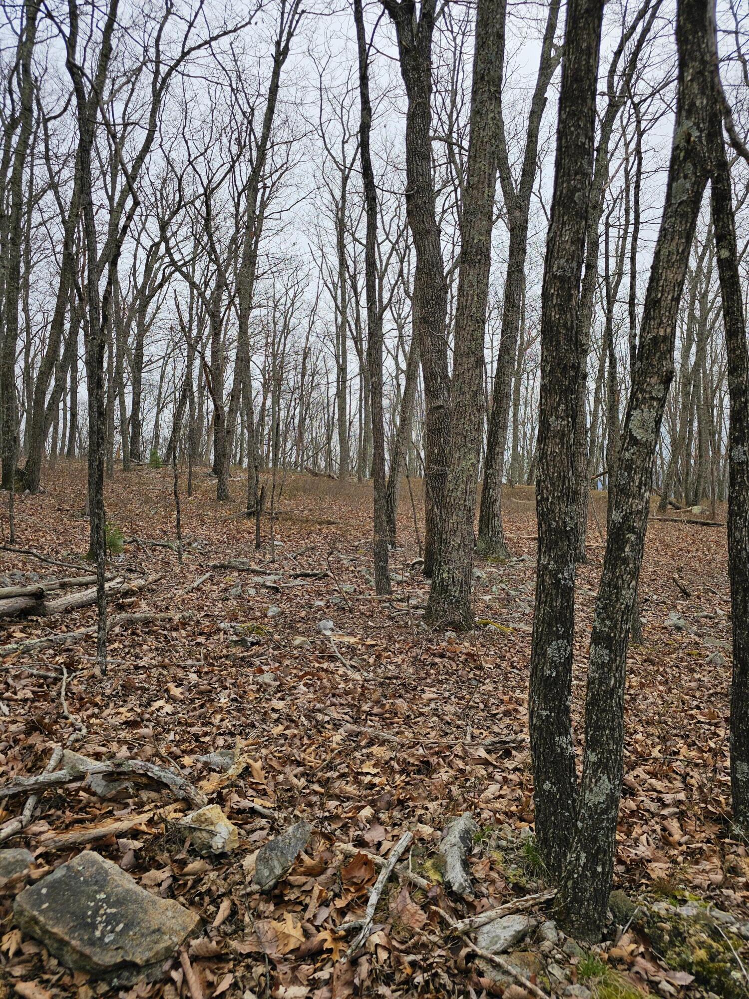440 Acres Pig Run Rd