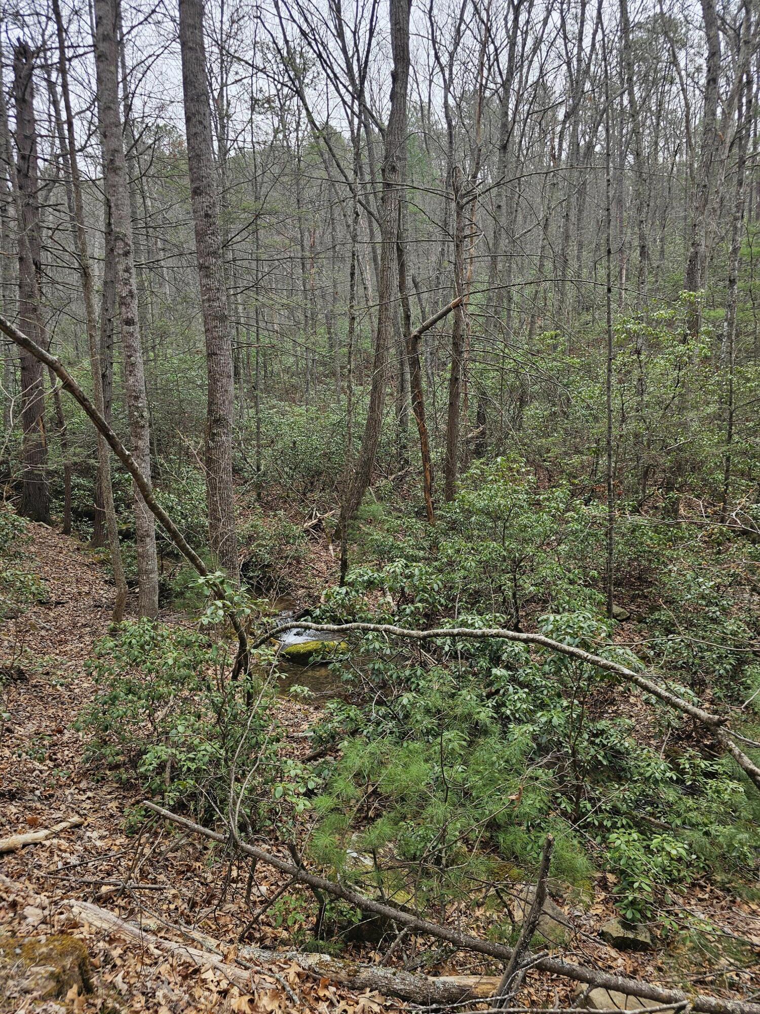 440 Acres Pig Run Rd
