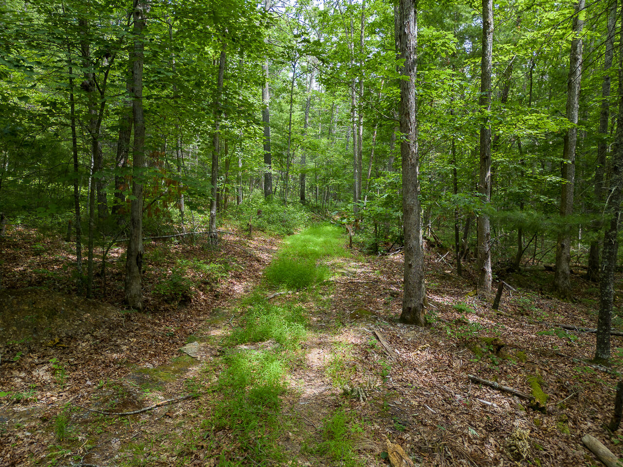 159 Seldom Seen Holler