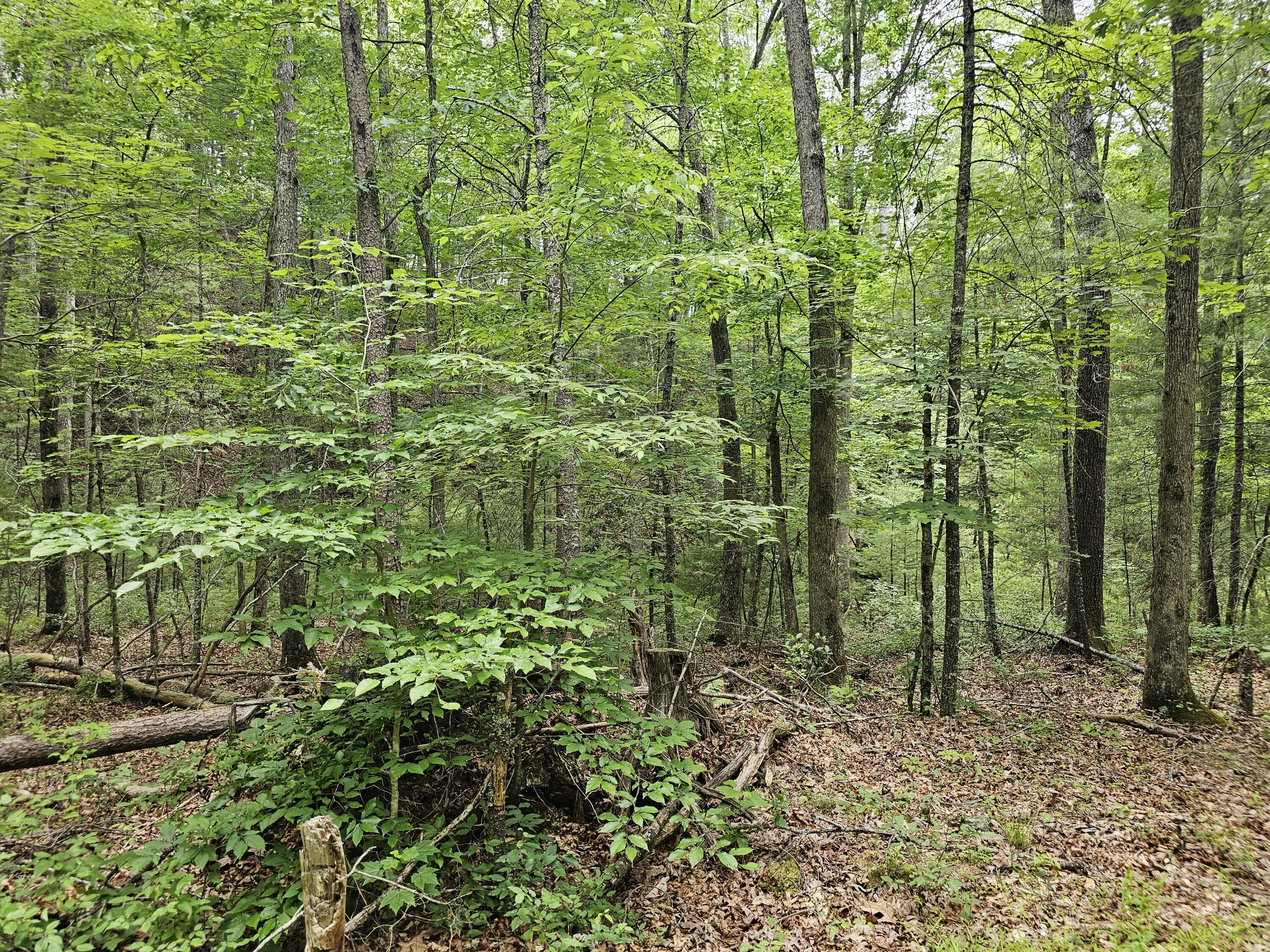 159 Seldom Seen Holler