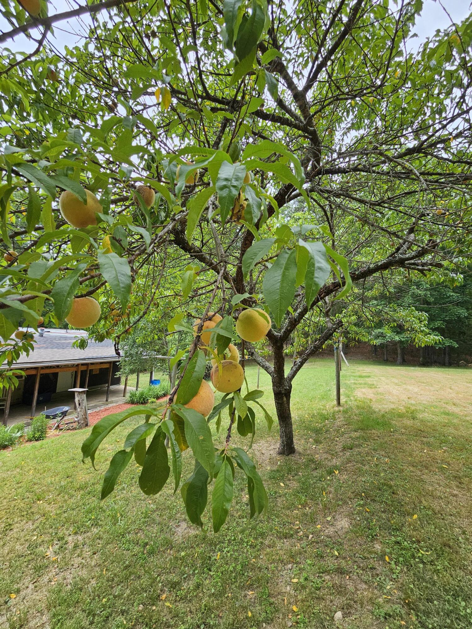 159 Seldom Seen Holler