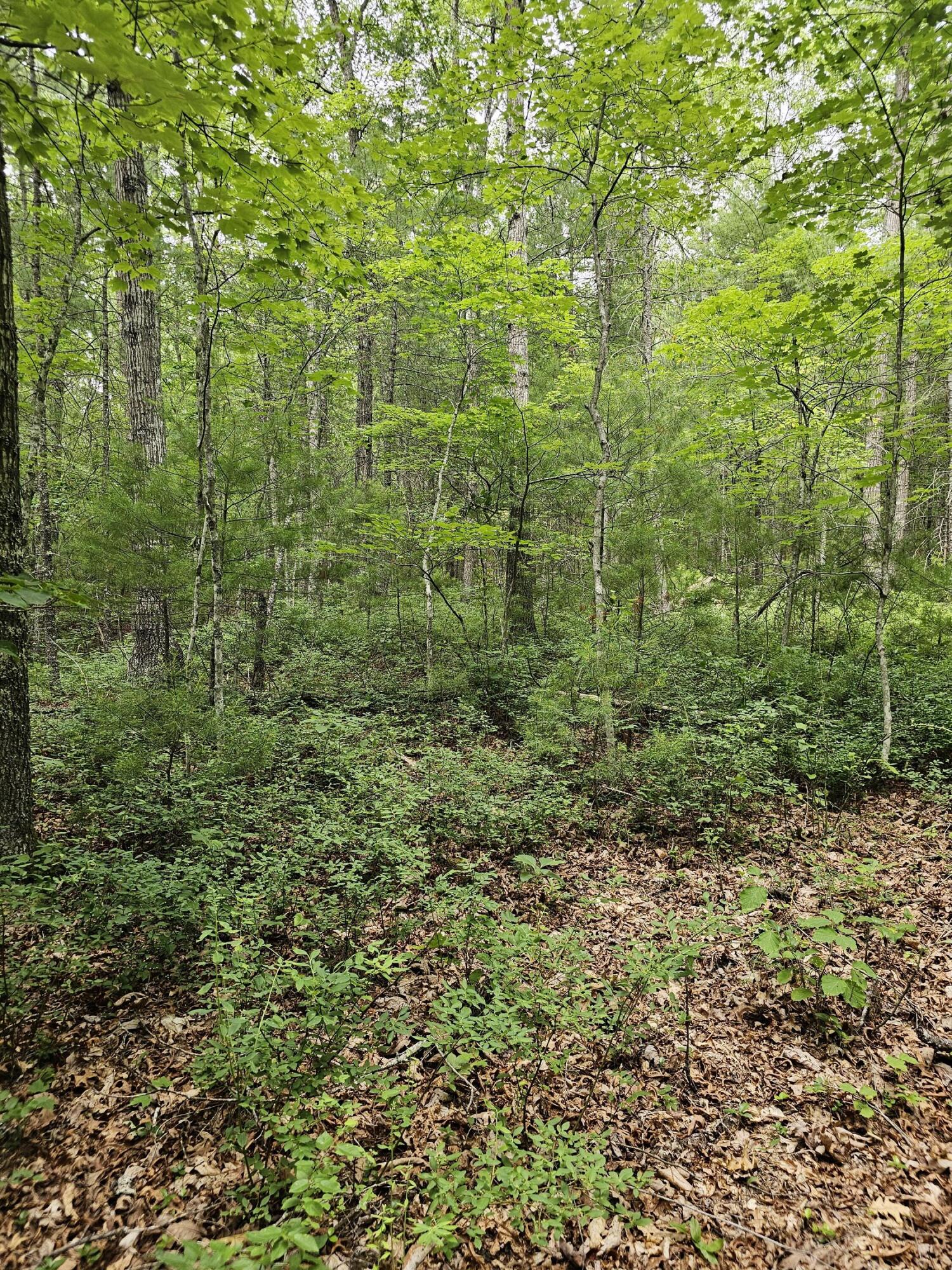 159 Seldom Seen Holler