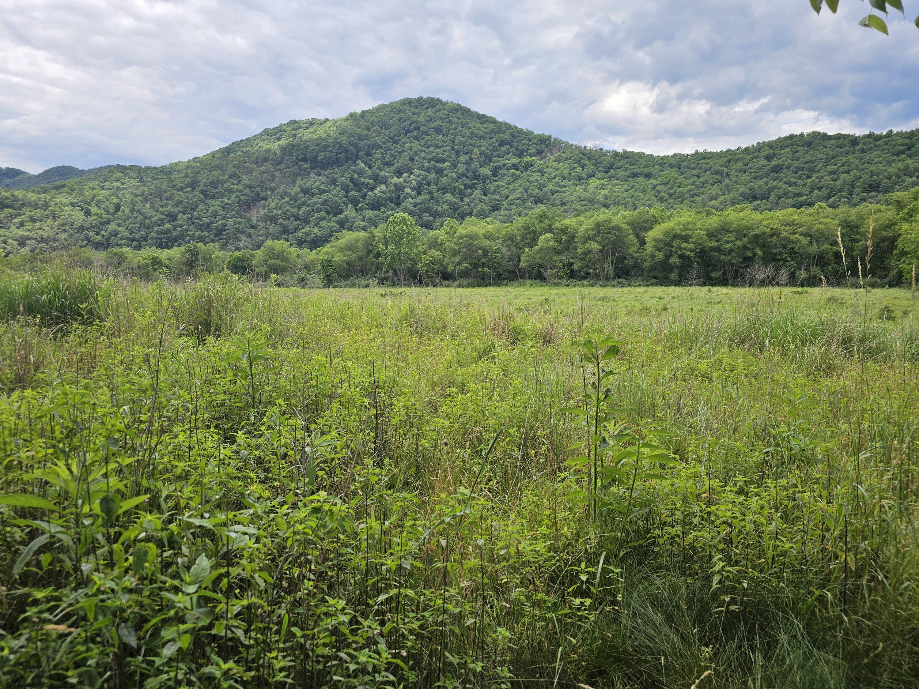 159 Seldom Seen Holler