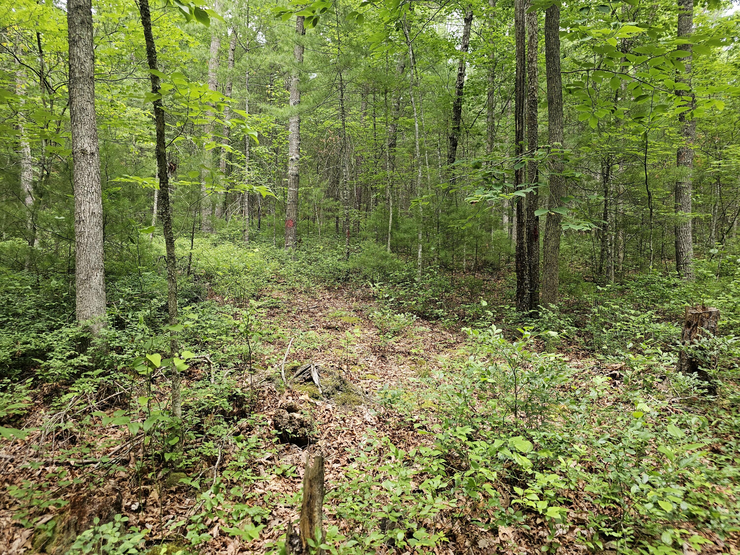 159 Seldom Seen Holler