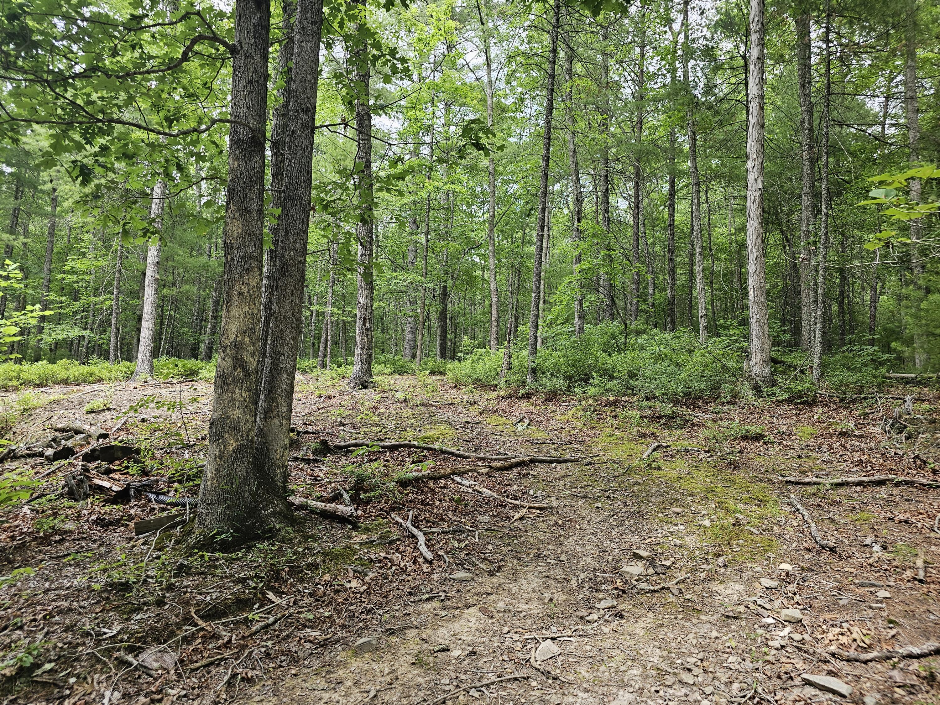 159 Seldom Seen Holler