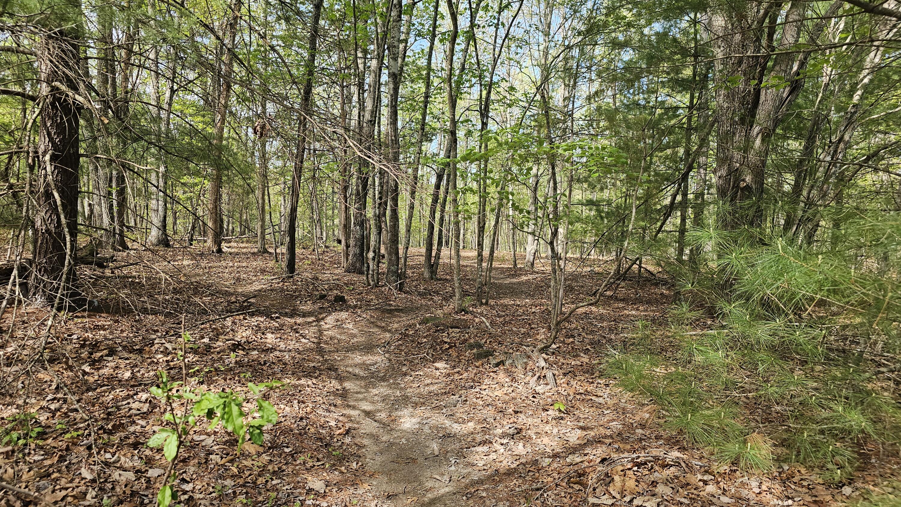 2.7 acres Elderberry Ln