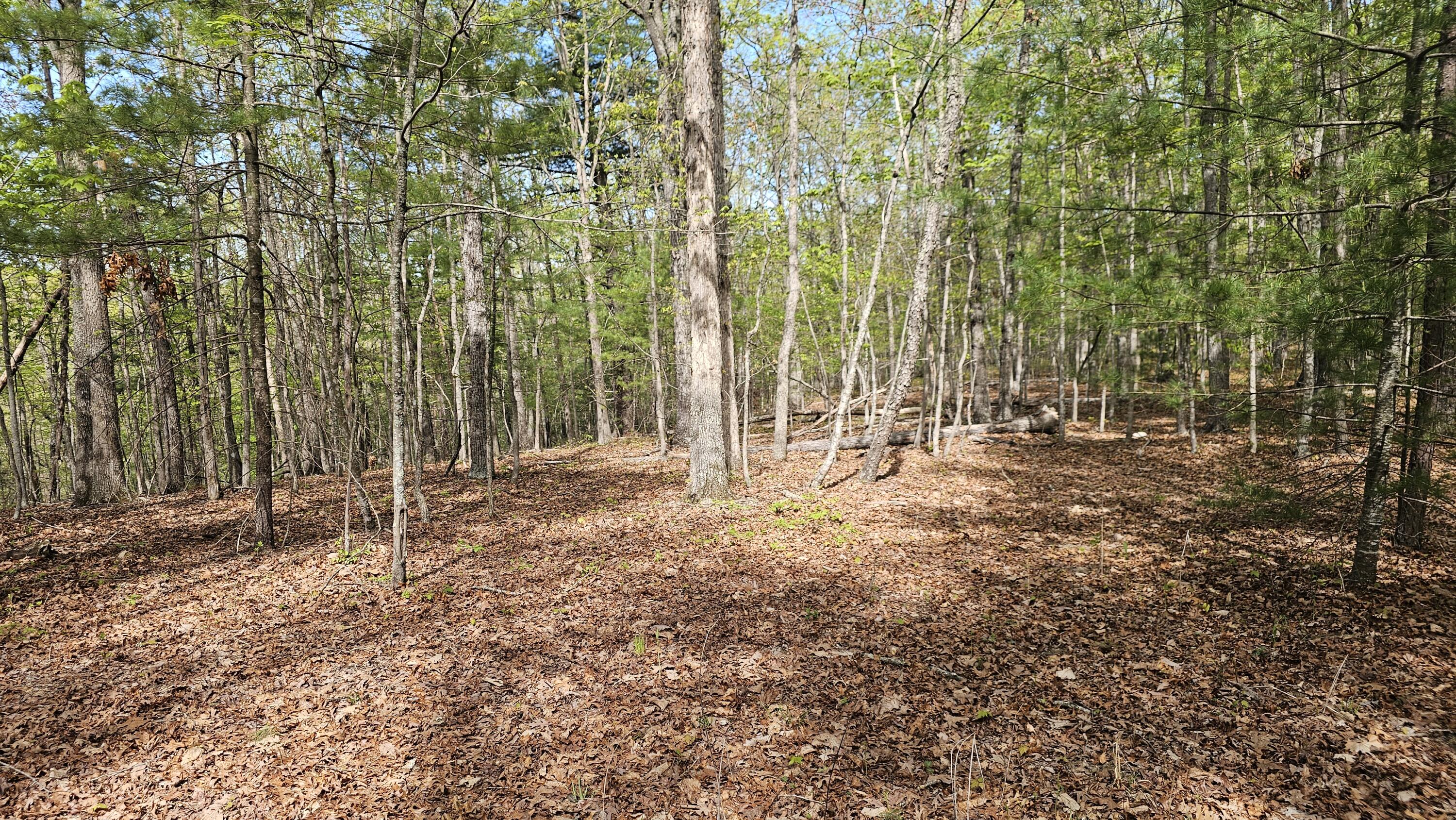 2.7 acres Elderberry Ln
