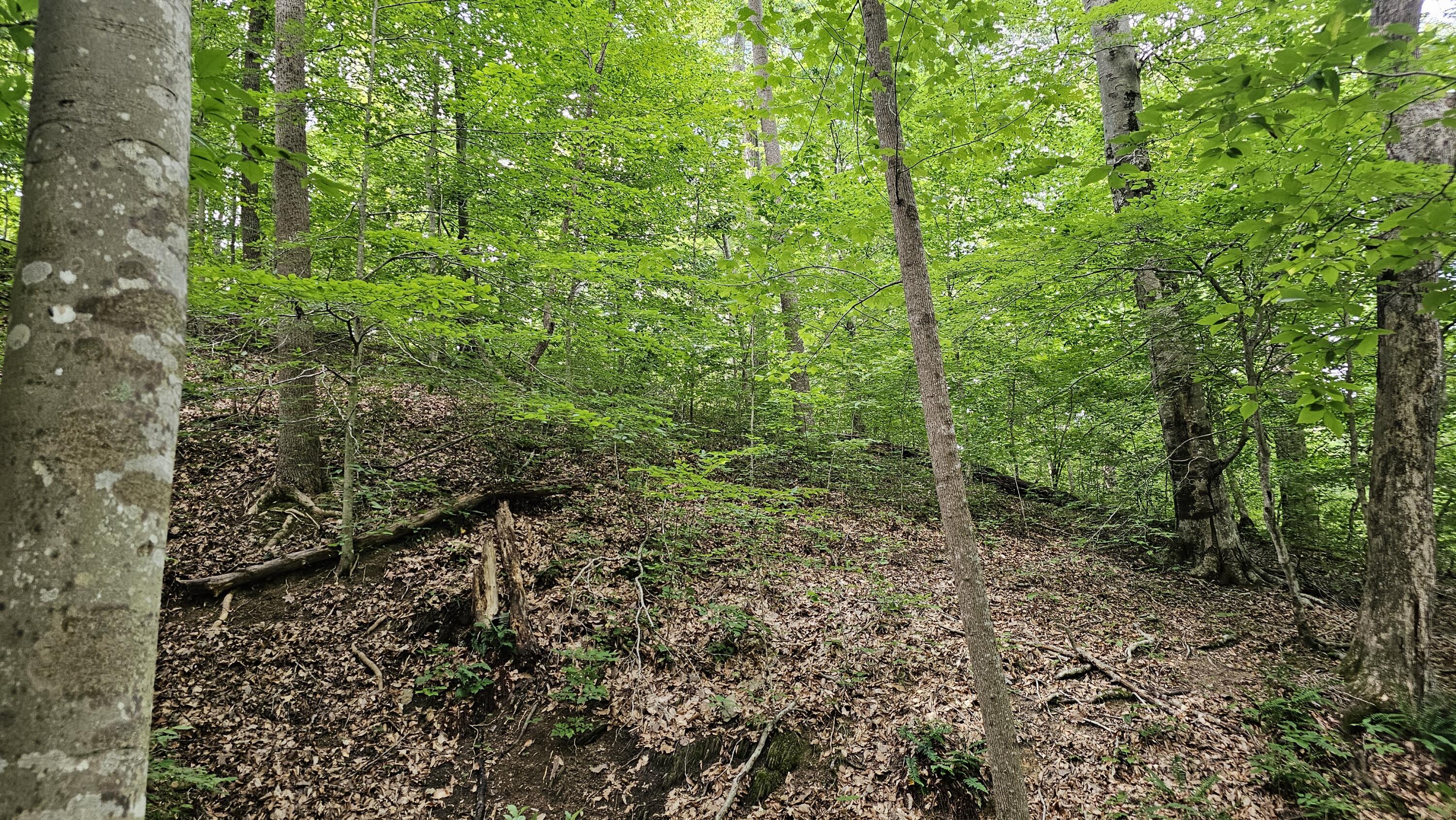5.3 acres Gravel Ln