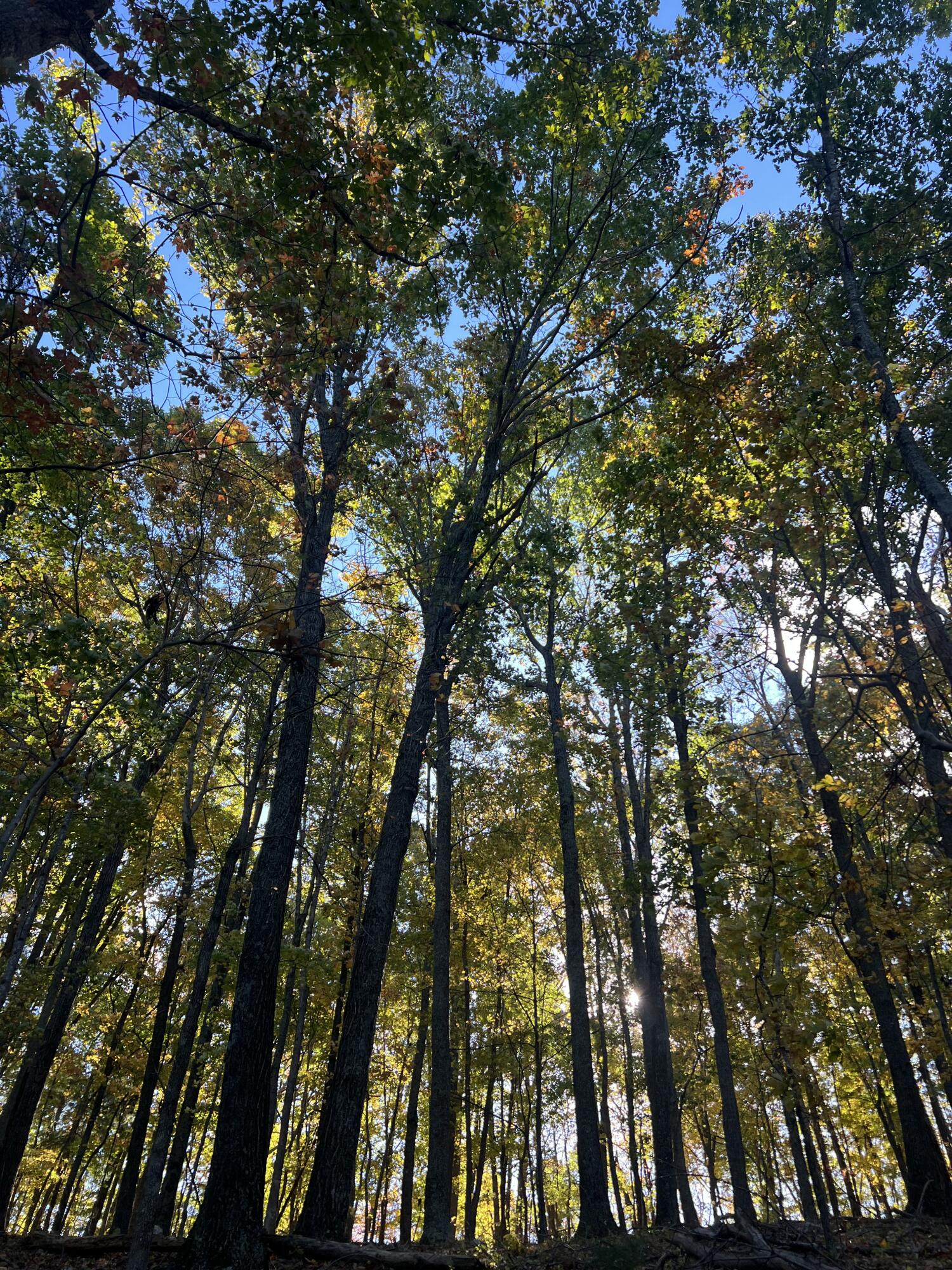 TBD Springbranch Rd