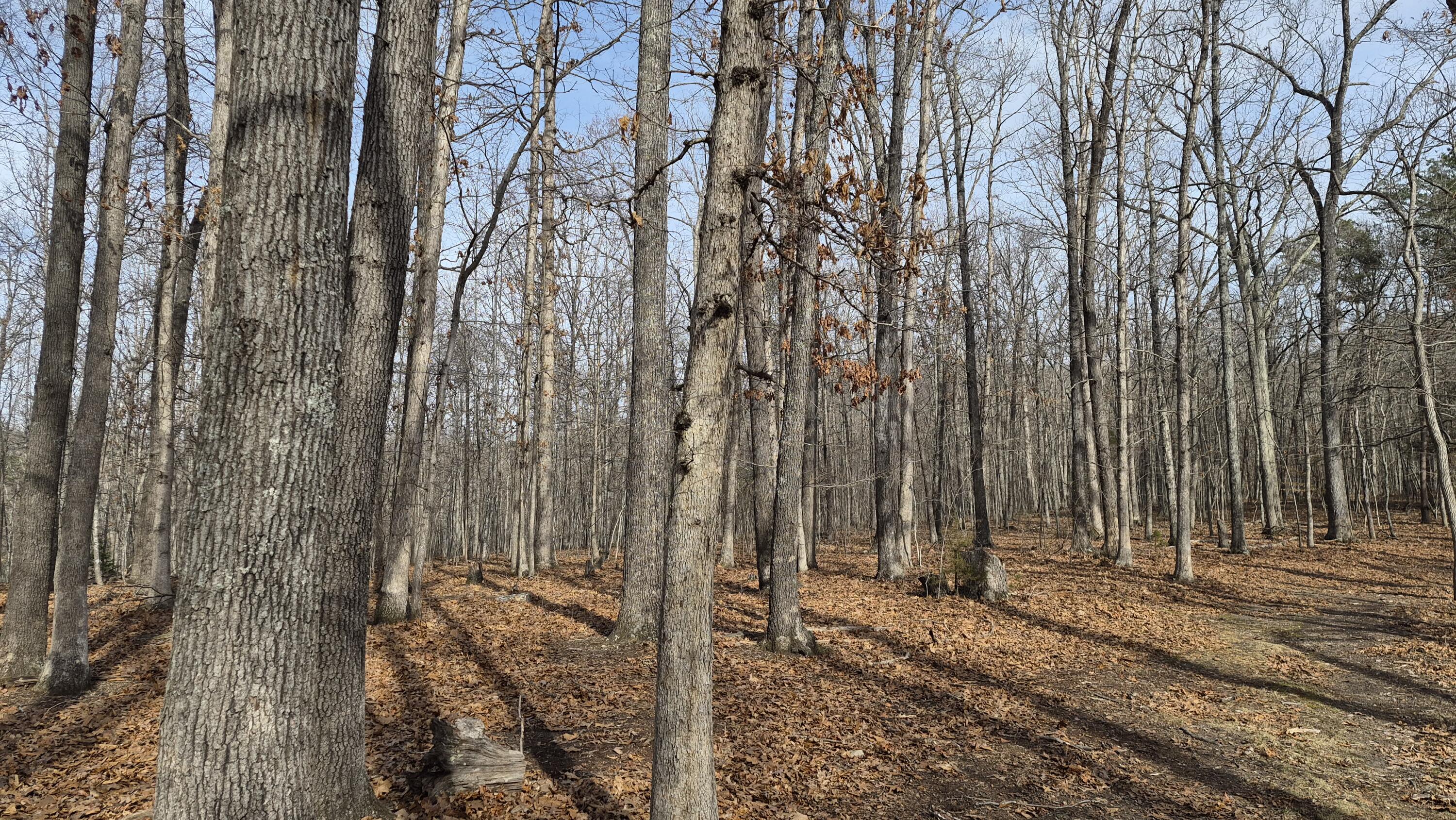 15.4 acres Stoney Run Rd