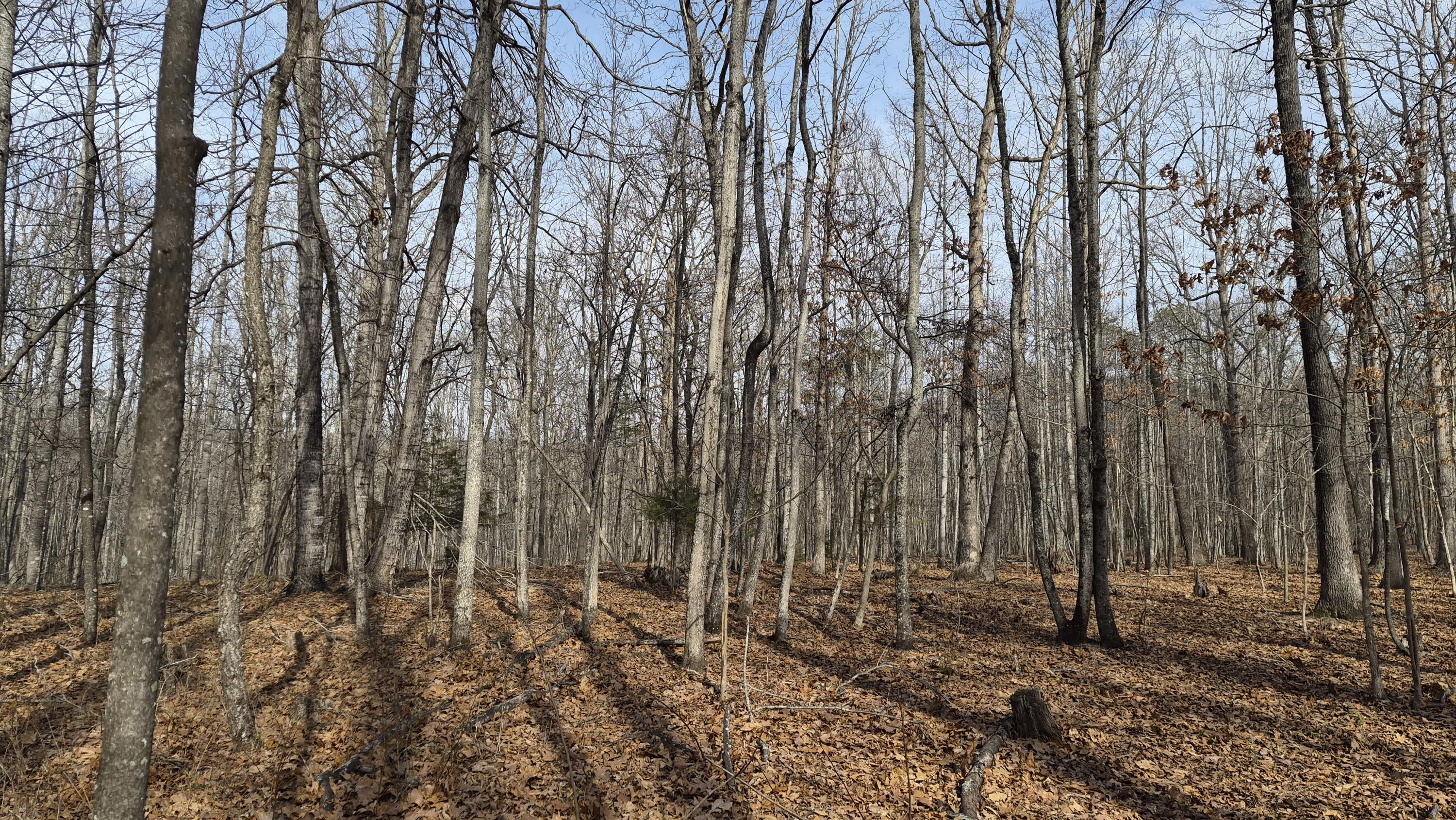 15.4 acres Stoney Run Rd