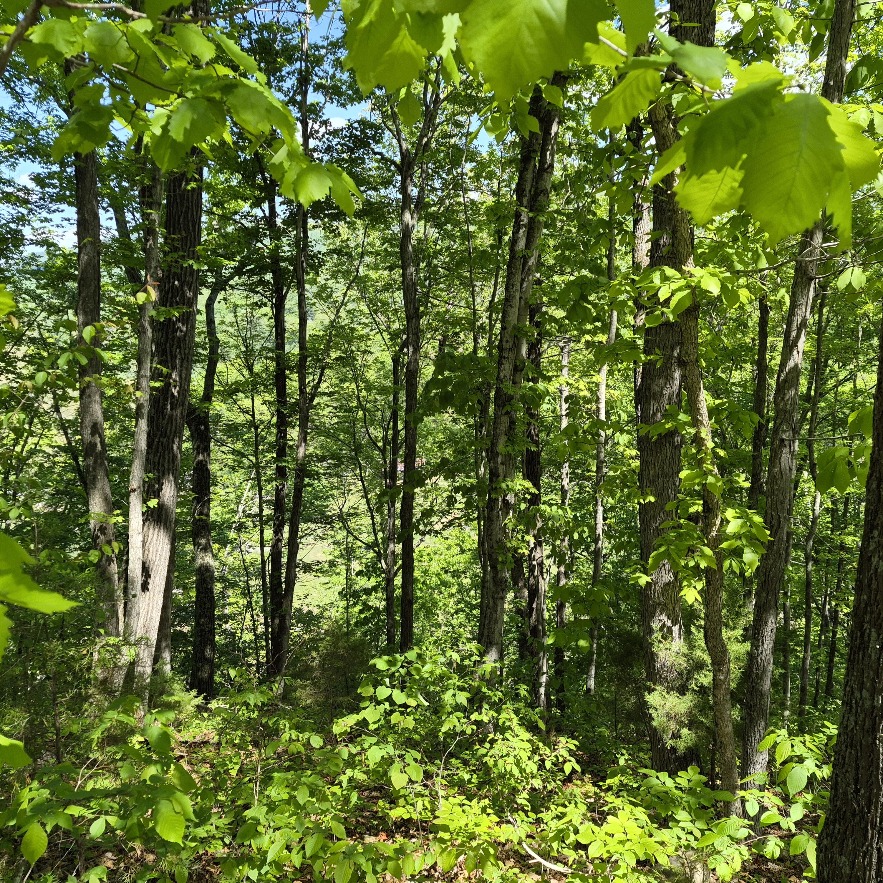 2 acres Coffey Hill Dr