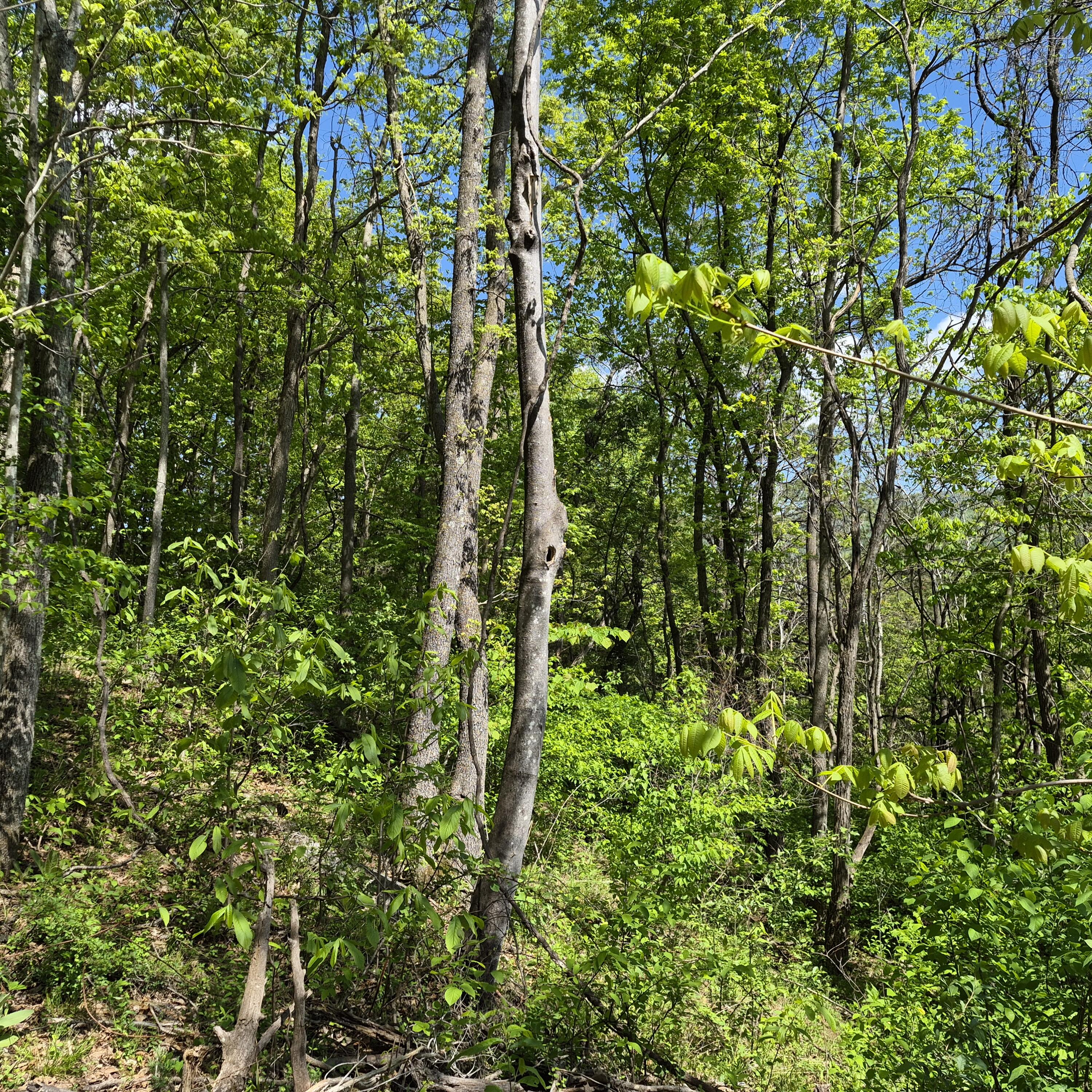 2 acres Coffey Hill Dr