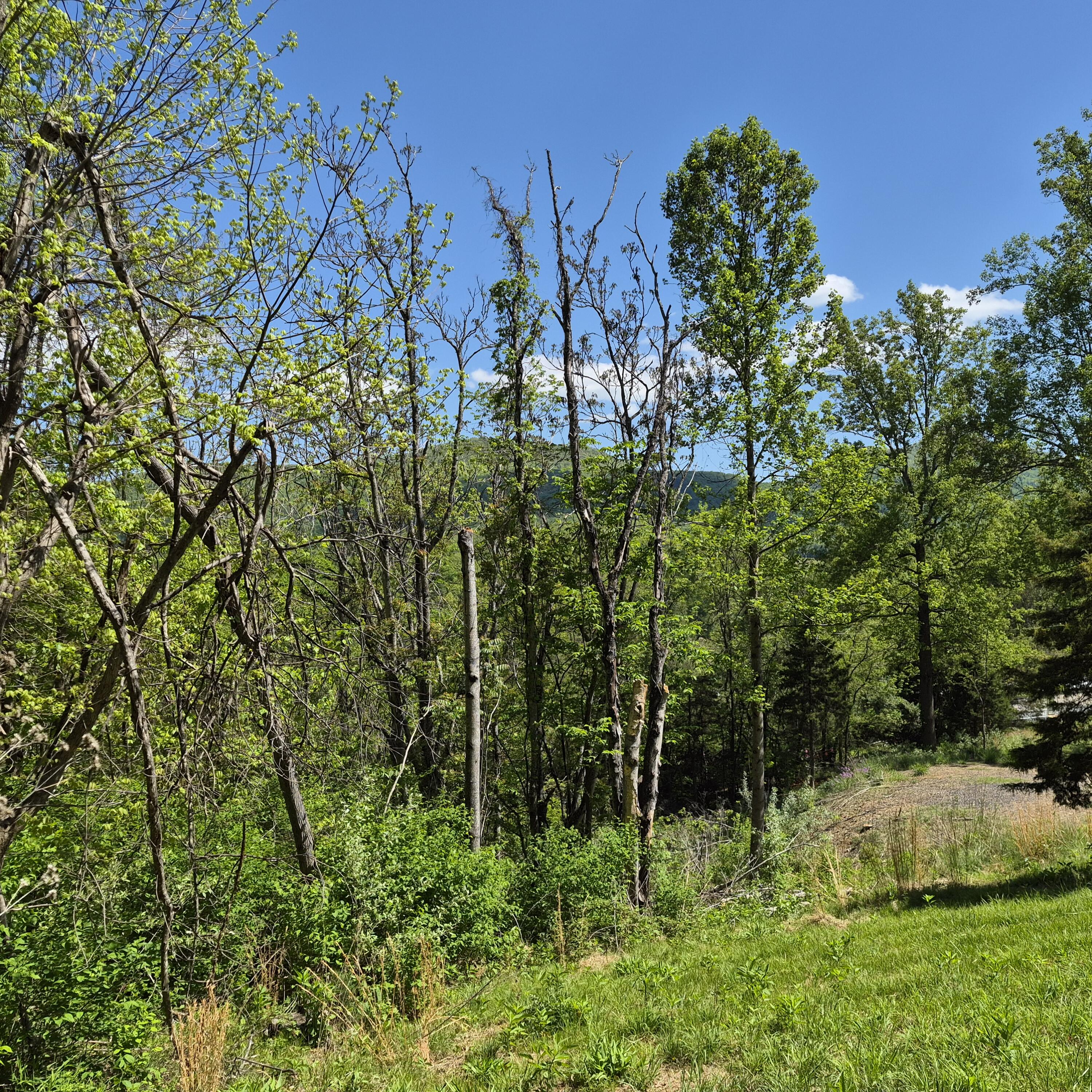 2 acres Coffey Hill Dr