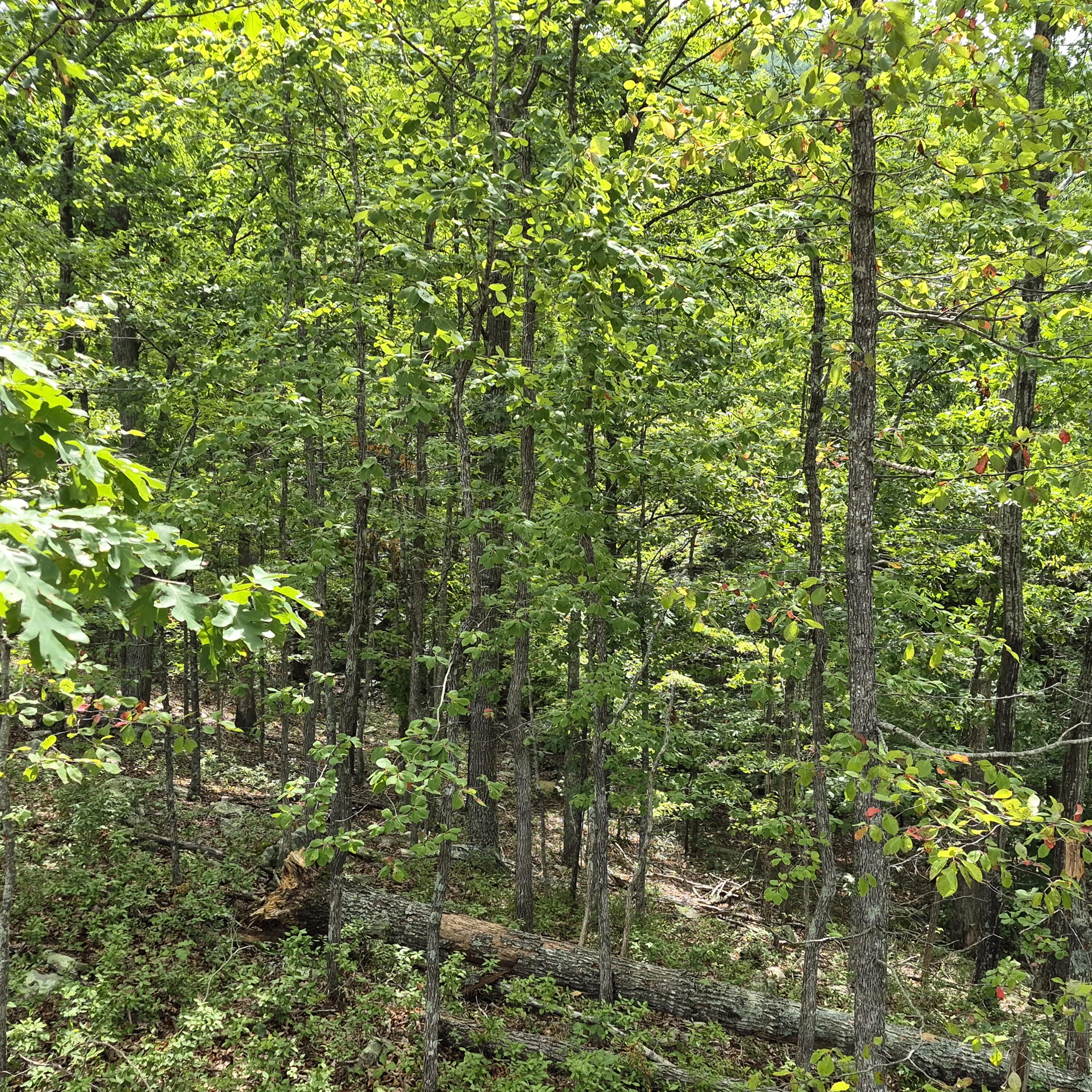 18 Acres Blake Rd