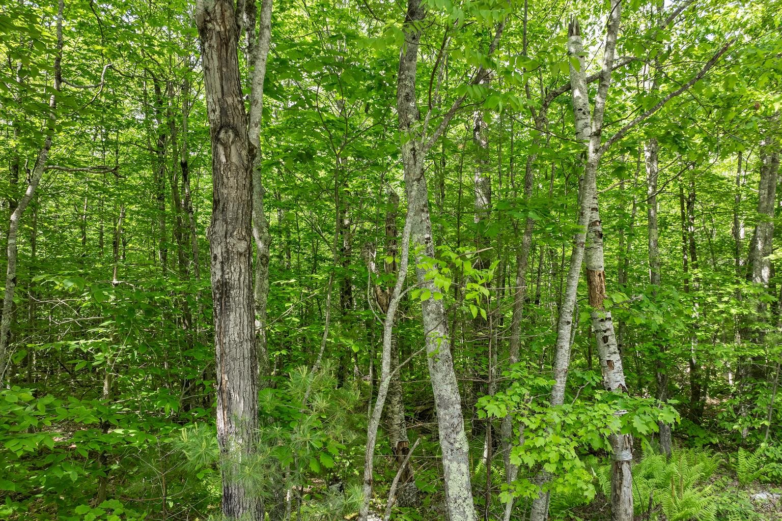 00 Old Mountain Road