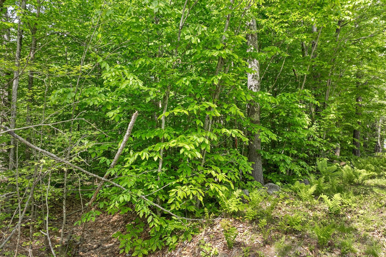 00 Old Mountain Road