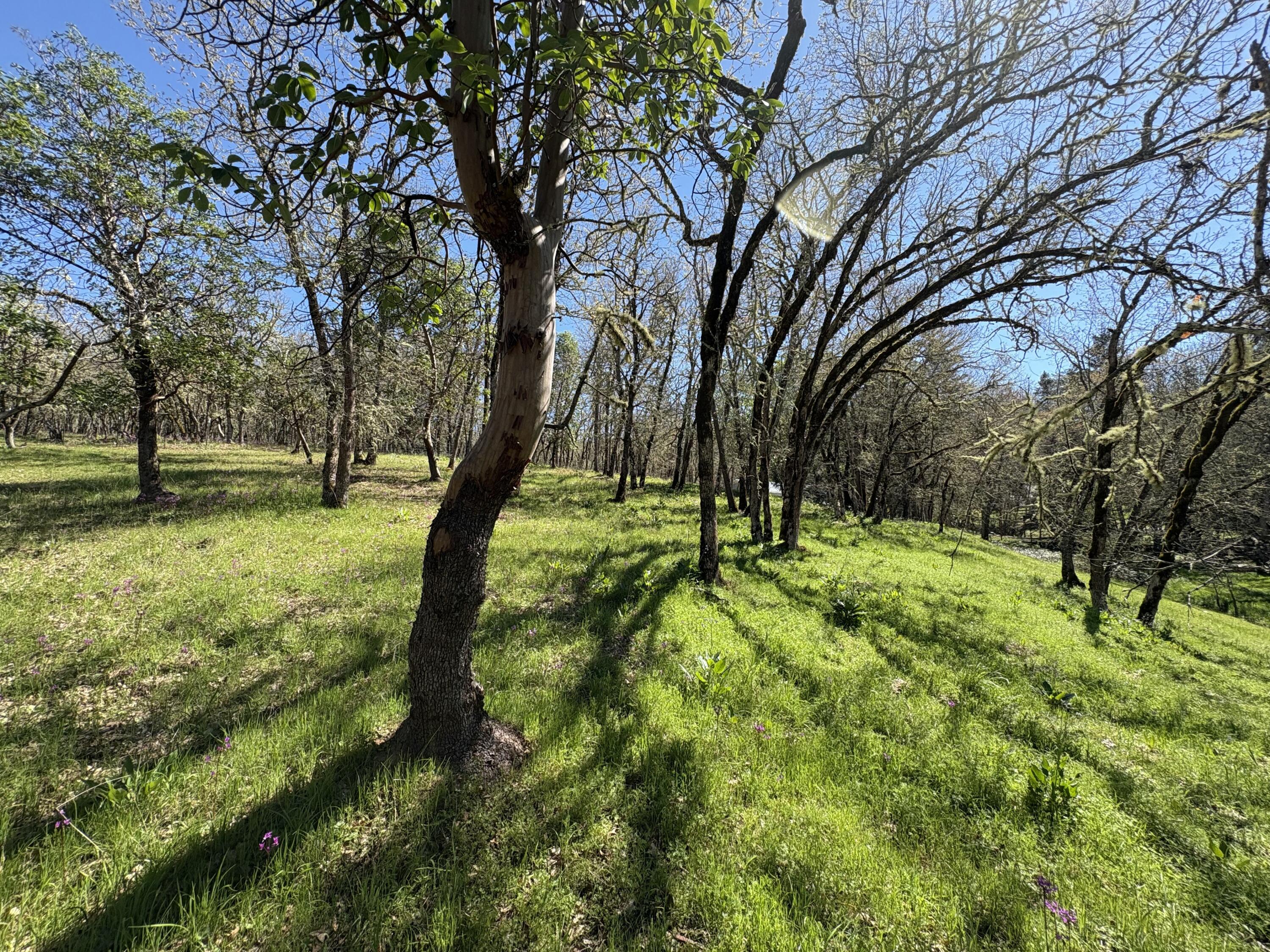 1237 Daisy Creek Road