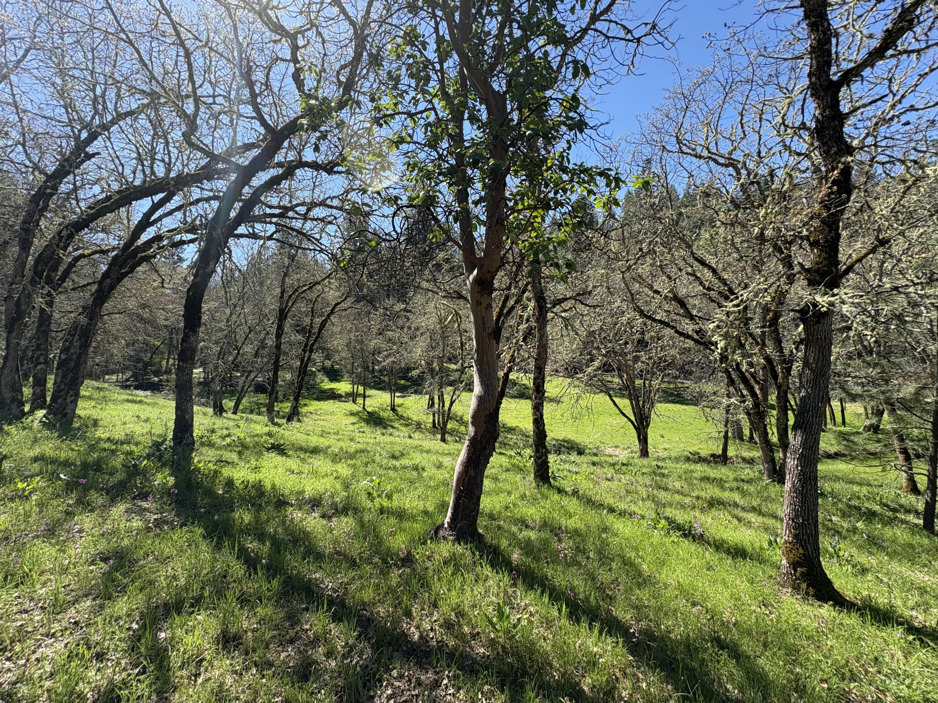 1237 Daisy Creek Road