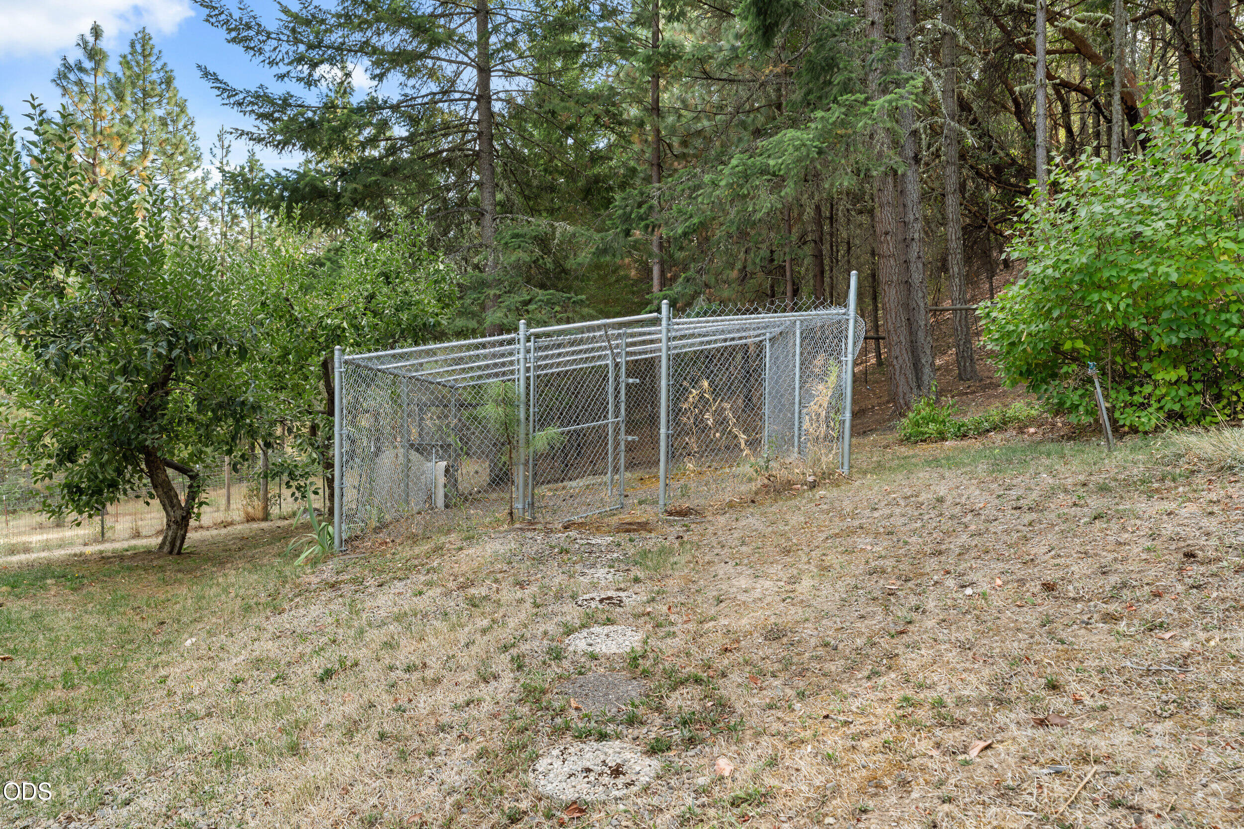 Chain-link fenced enclosure in a wooded yard with a dry, sloping lawn.