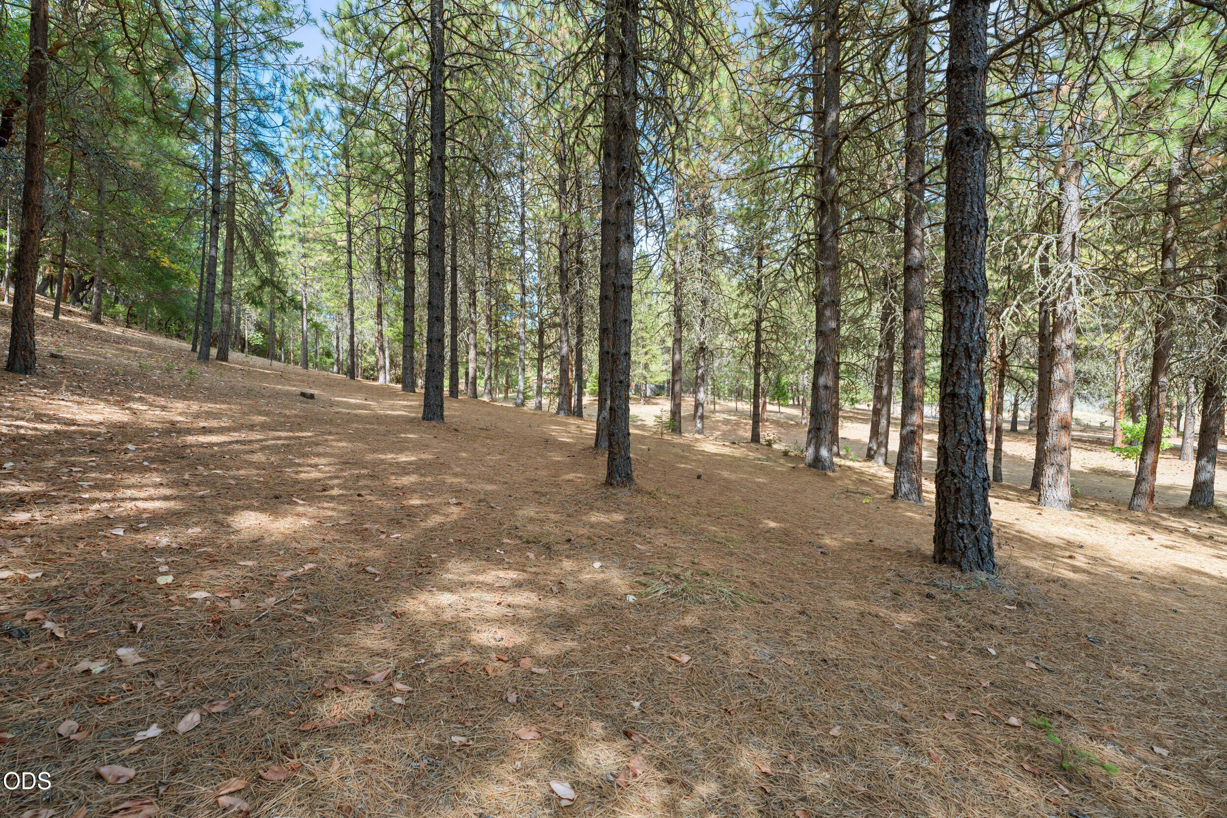 Sloping wooded property with tall pine trees and a forest floor covered in pine needles.