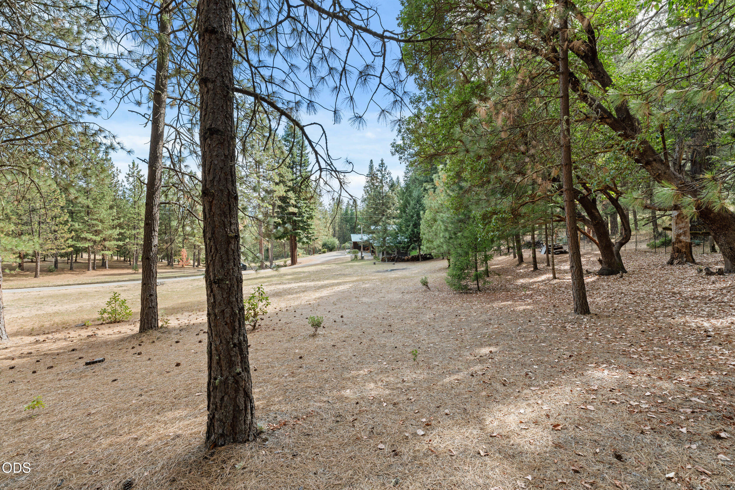 Wooded property yard with tall trees, a dry open clearing, and a driveway leading to a distant structure.
