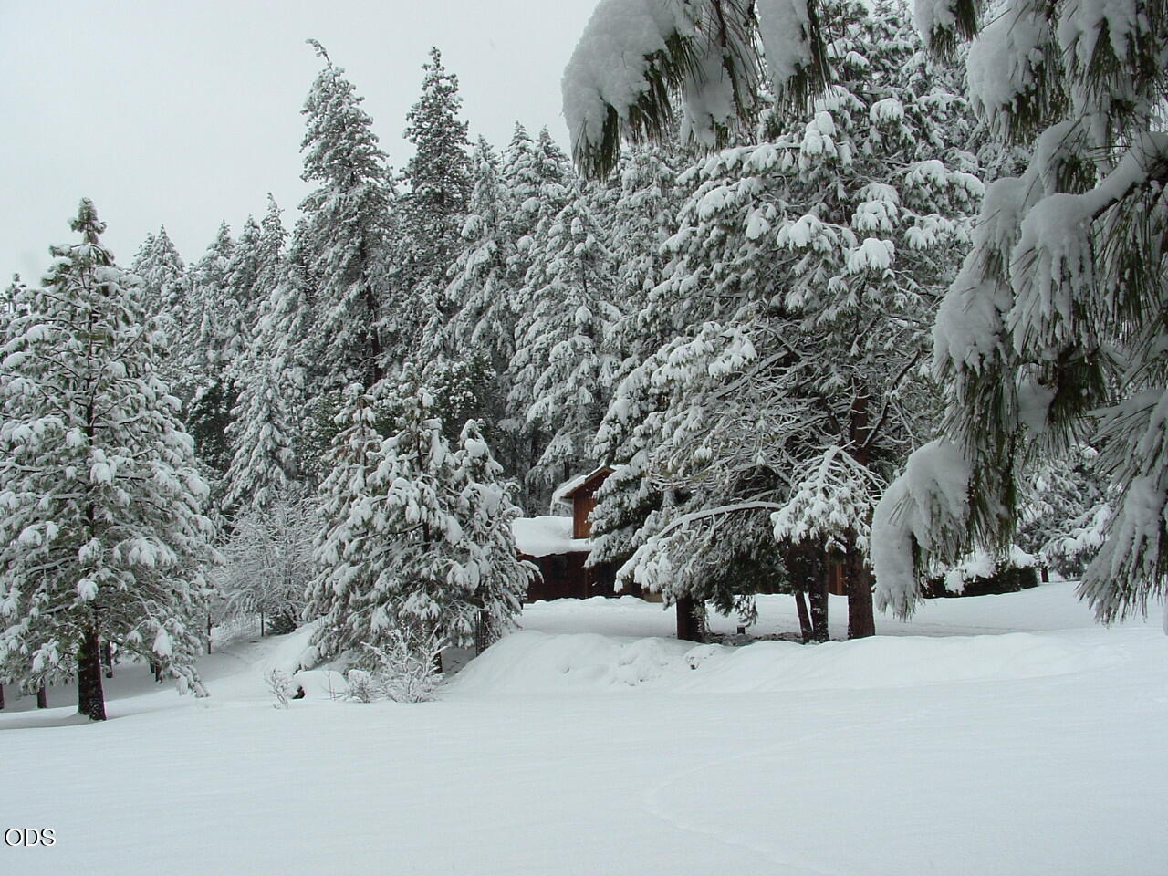 Snow-covered wooded property with evergreen trees and a partially obscured house.