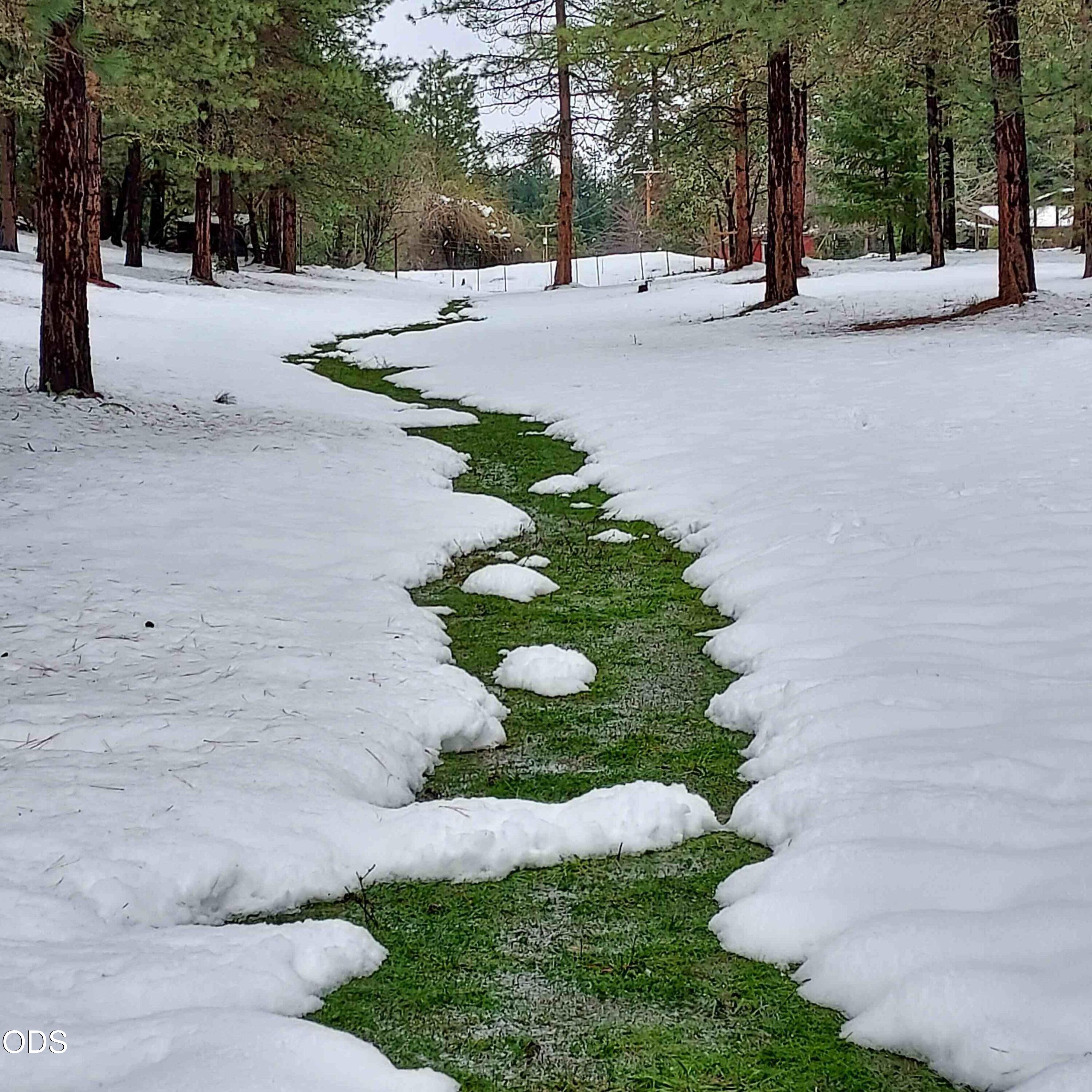 Snow-covered wooded yard with tall pines and a winding strip of green grass.