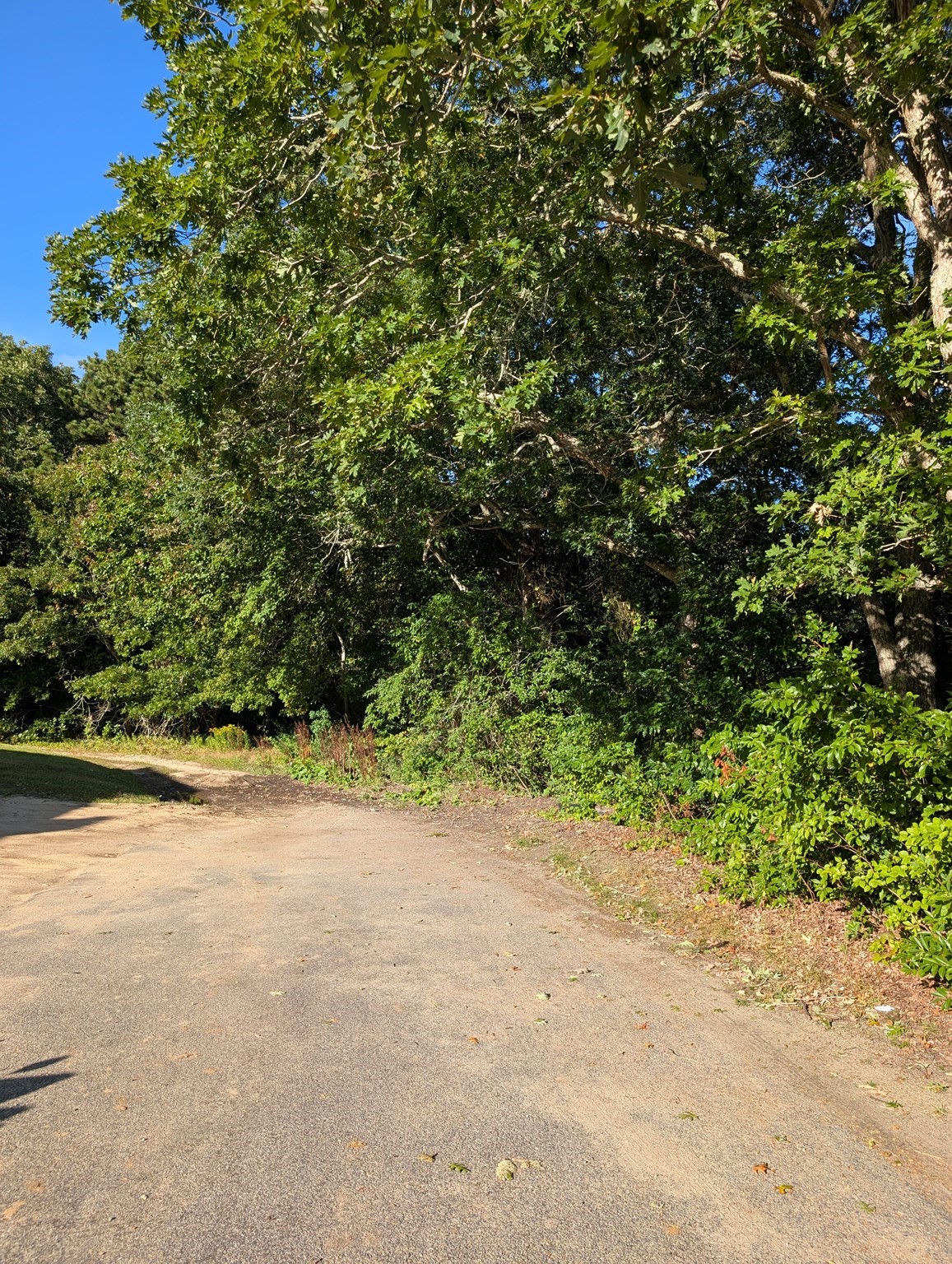 Wooded vacant lot bordered by leafy trees along a paved road.