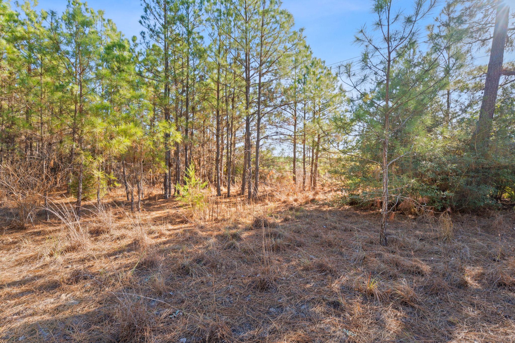 Lot 65 State Highway 21