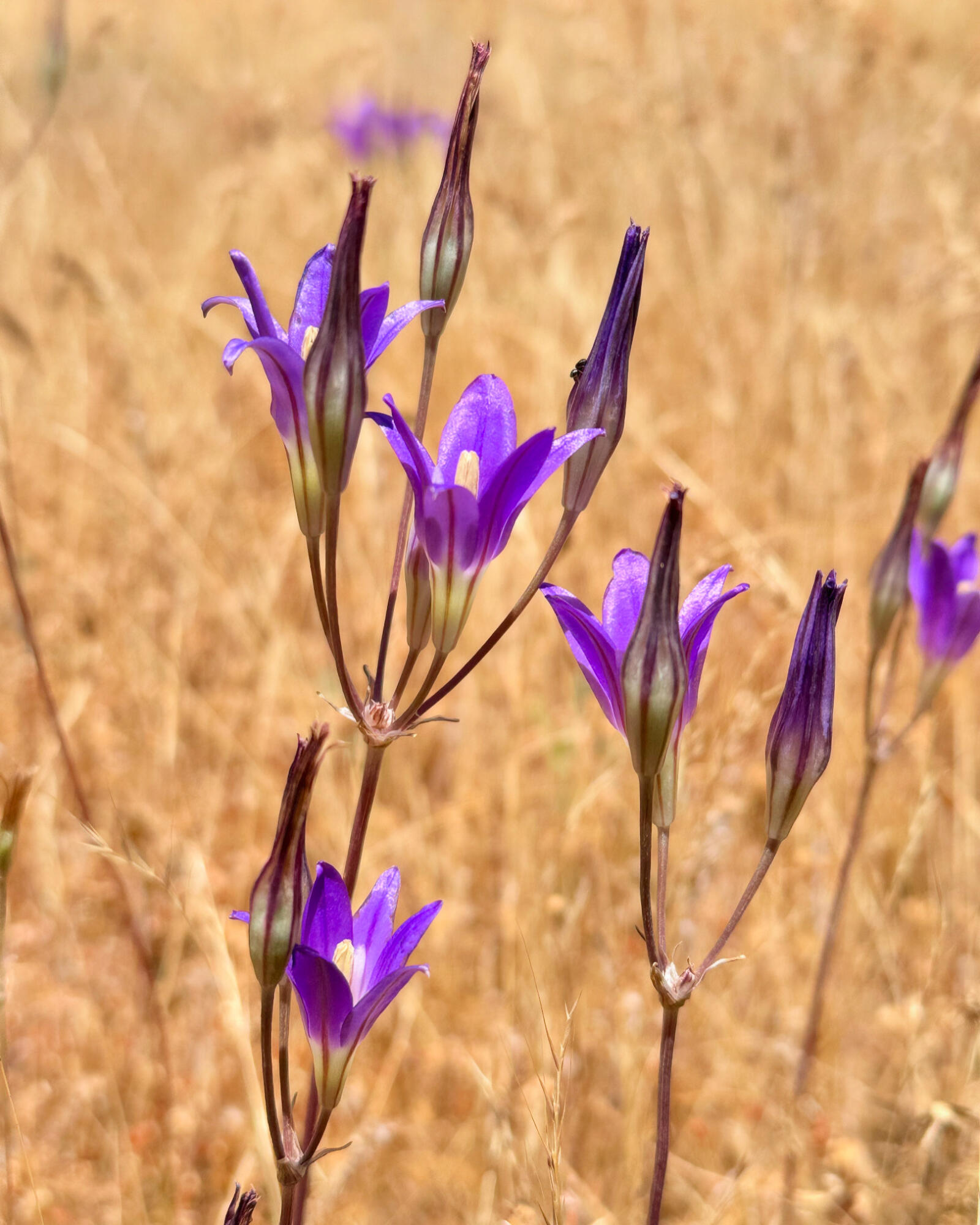 4420 Humbug Creek Road