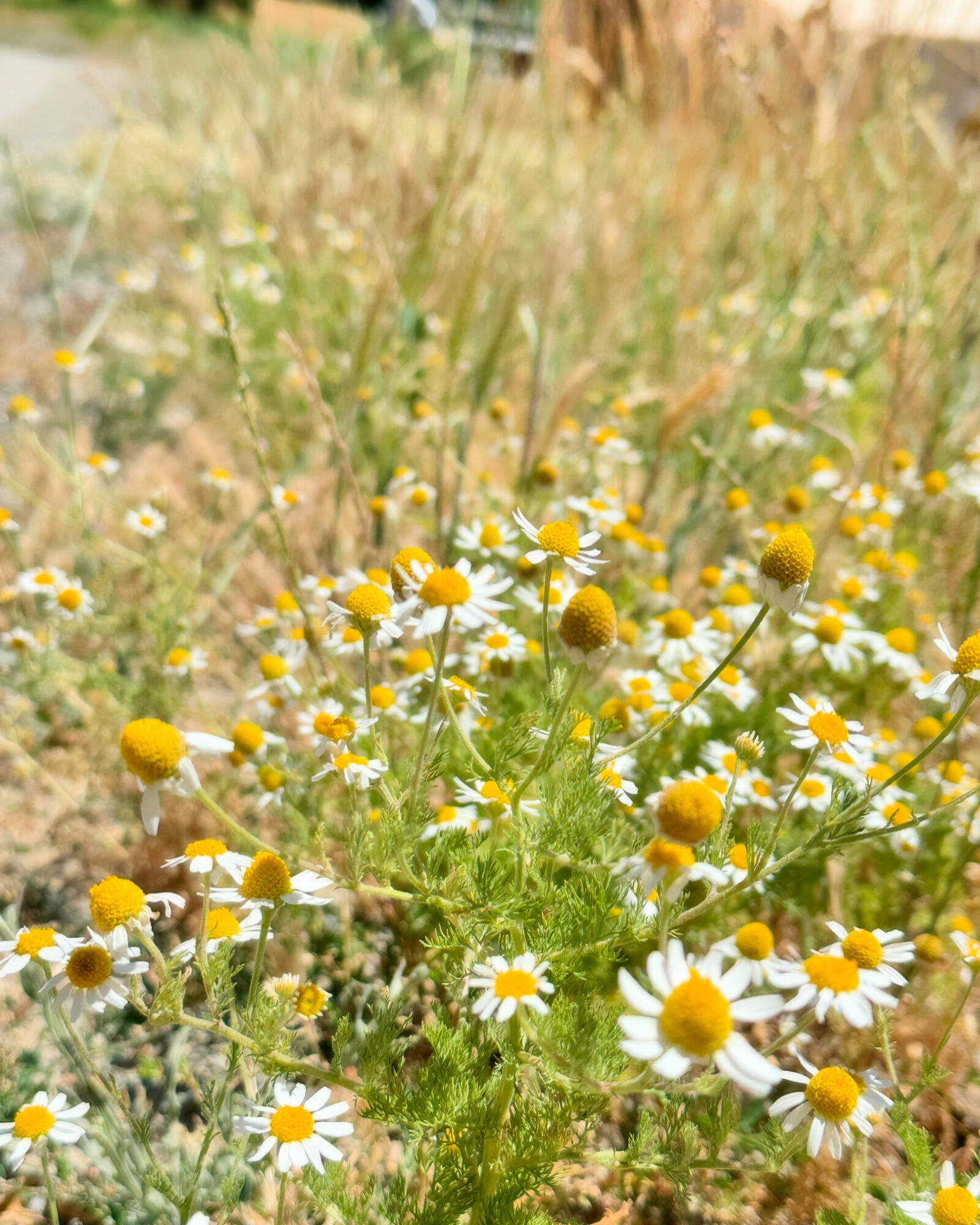 4420 Humbug Creek Road