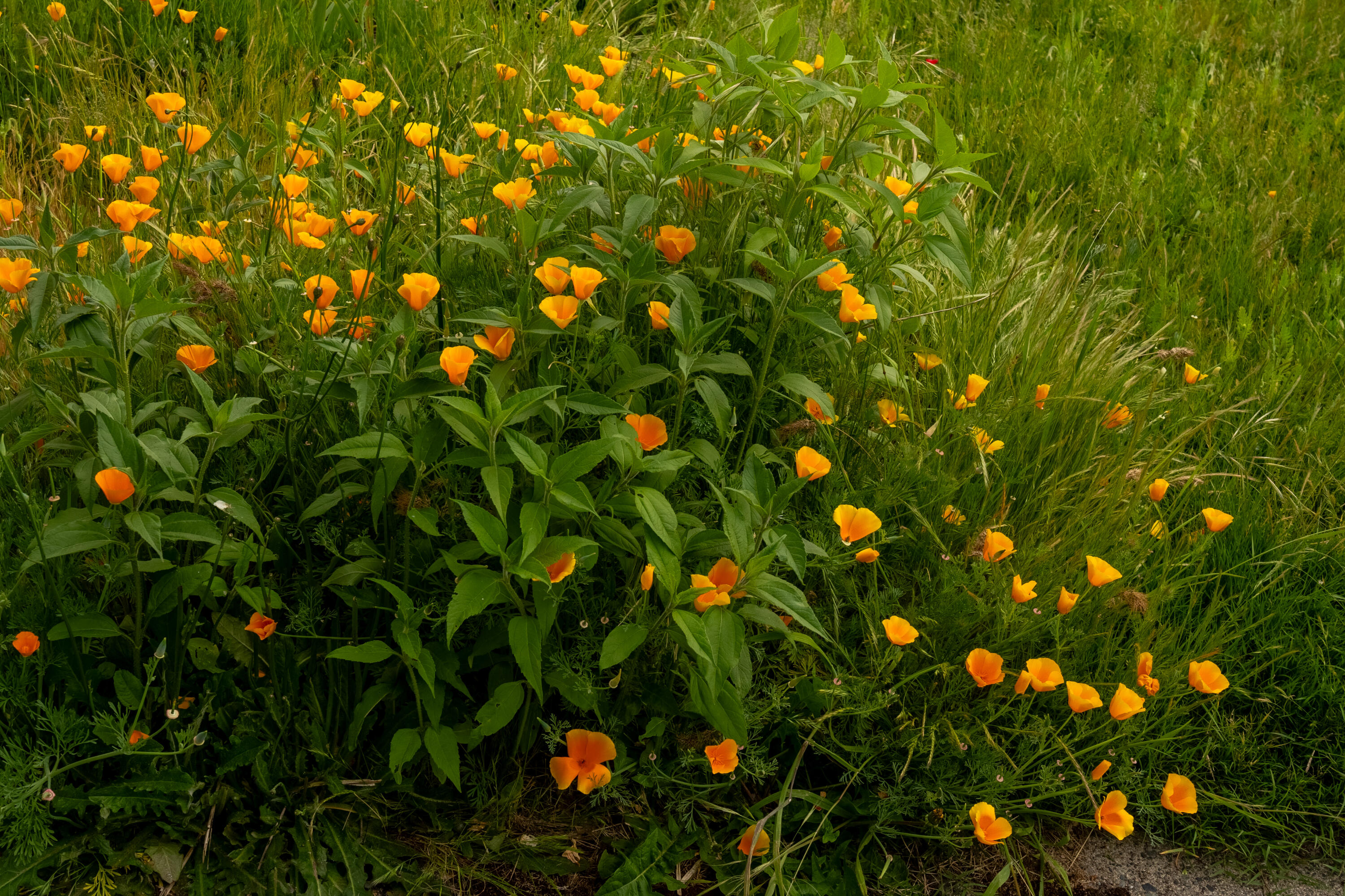 1007 SW Isham Street