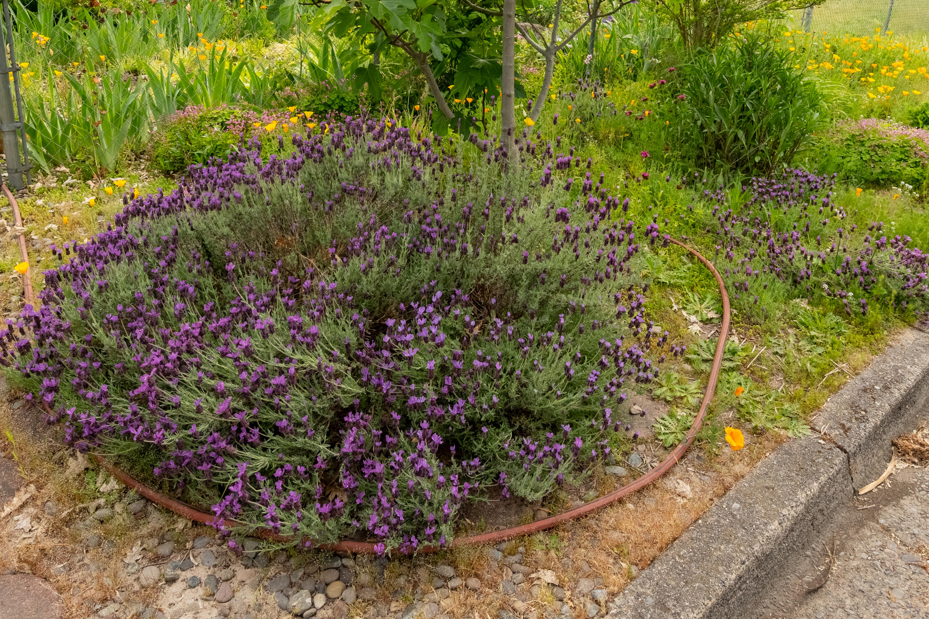 1007 SW Isham Street