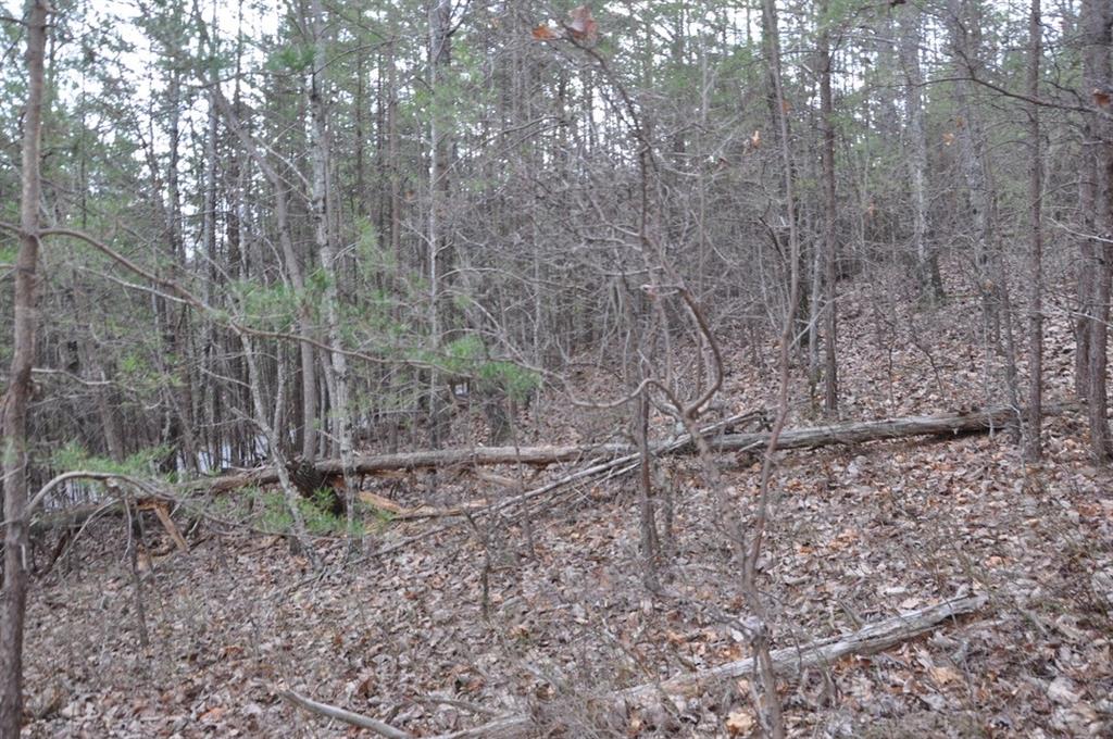 663 Black Bear Trail