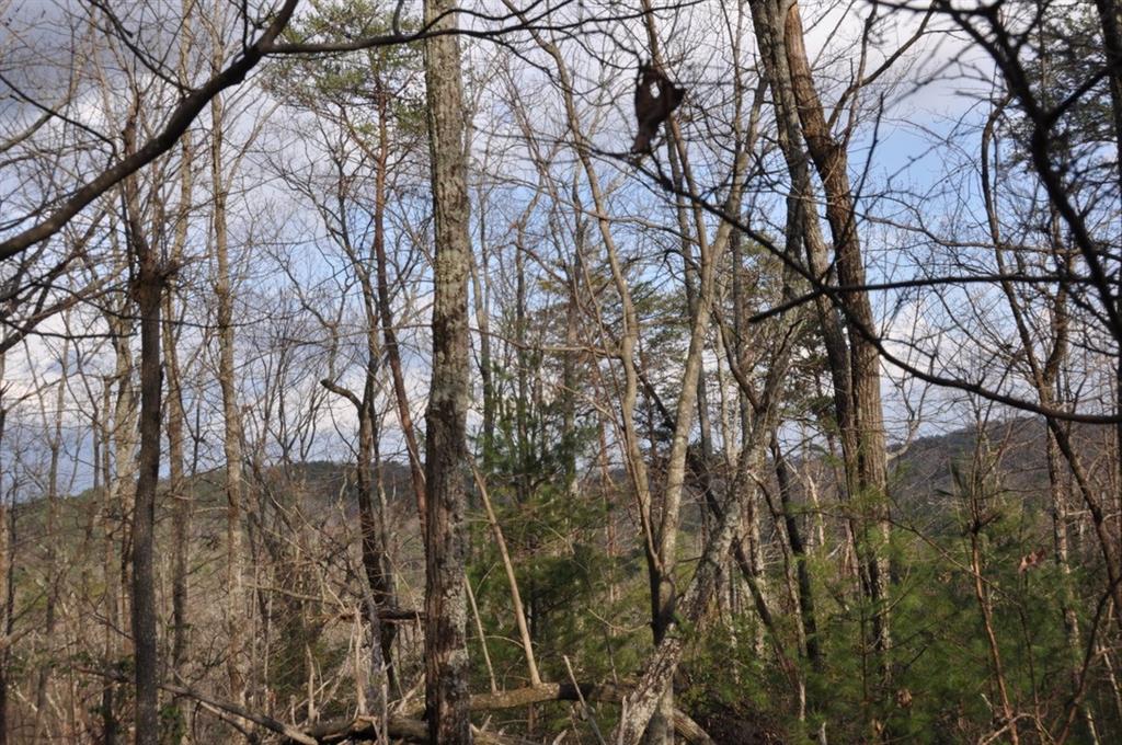 663 Black Bear Trail