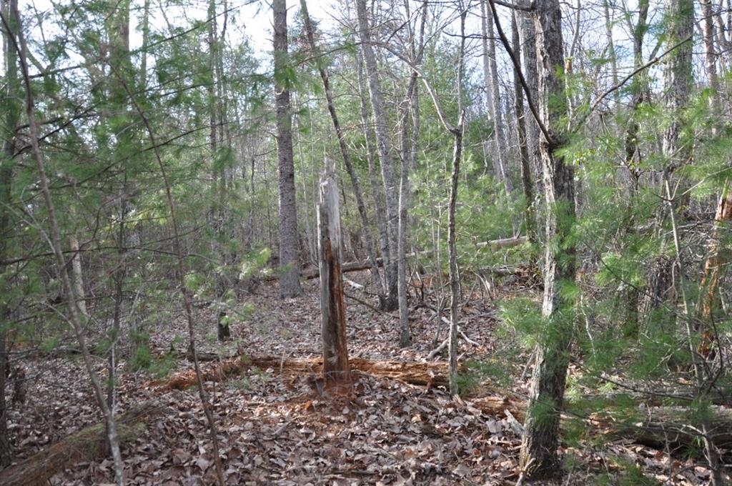 663 Black Bear Trail